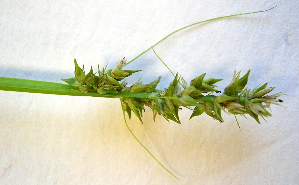 Fox Sedge (Carex Vulpinoidea) — commonly known as Fox Sedge; green flowers in the garden