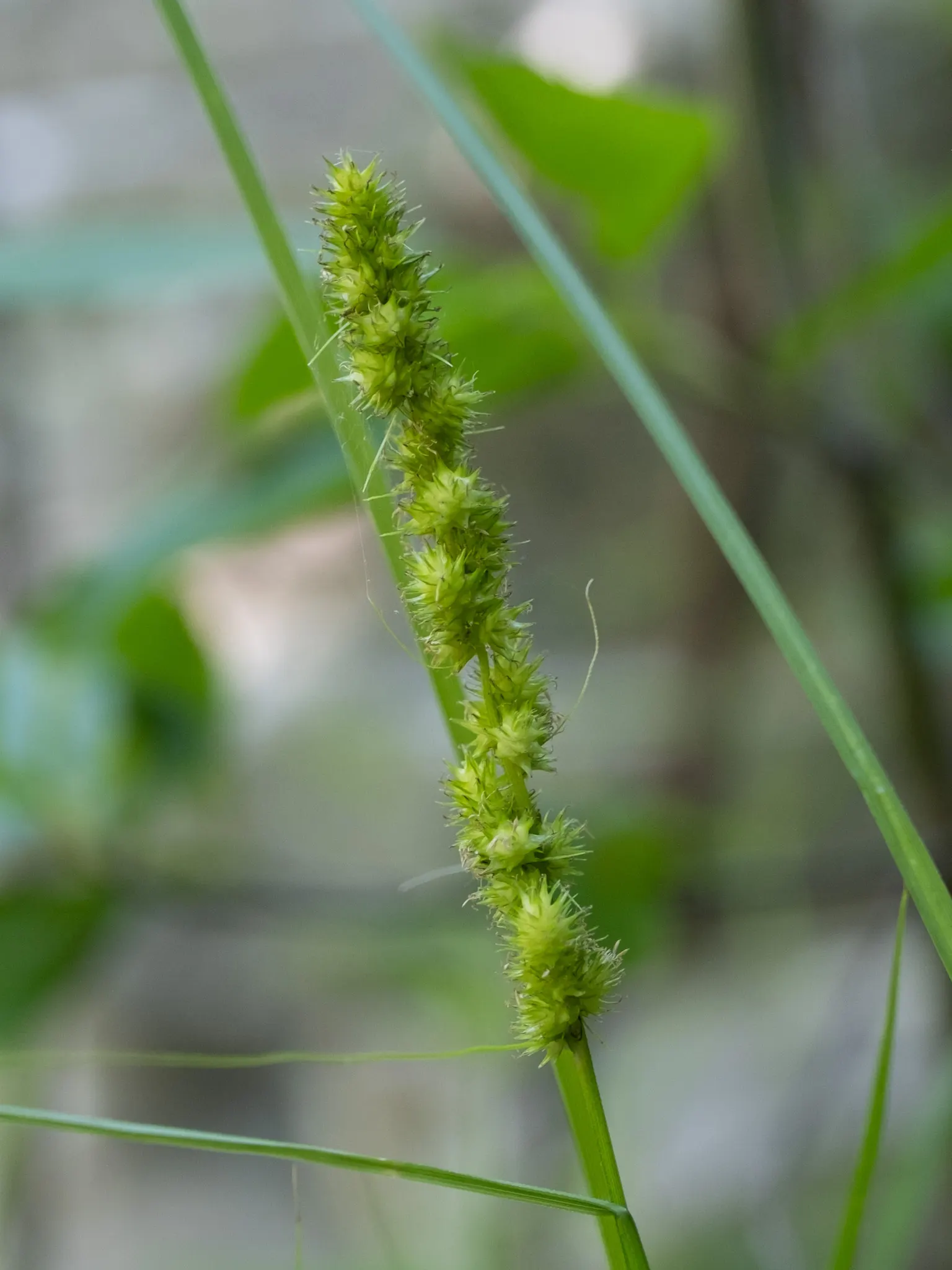 Fox Sedge (Carex Vulpinoidea) — Carex vulpinoidea, commonly known as Fox Sedge, adds a touch of wild grace to landscapes