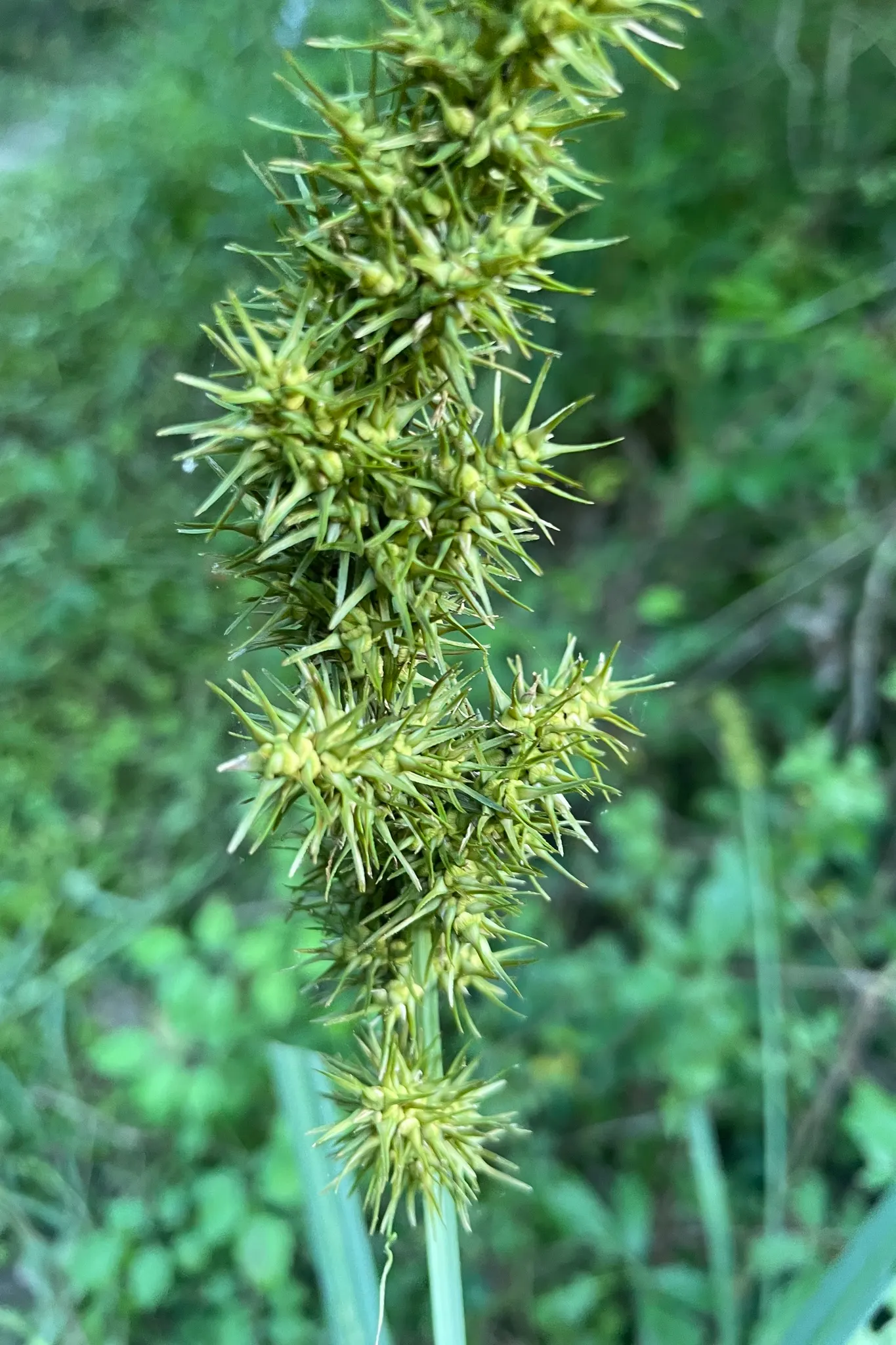 Fox Sedge (Carex Vulpinoidea) — it offers year-round interest and supports local wildlife; carex vulpinoidea, commonly known as Fox Sedge, adds a, image 67