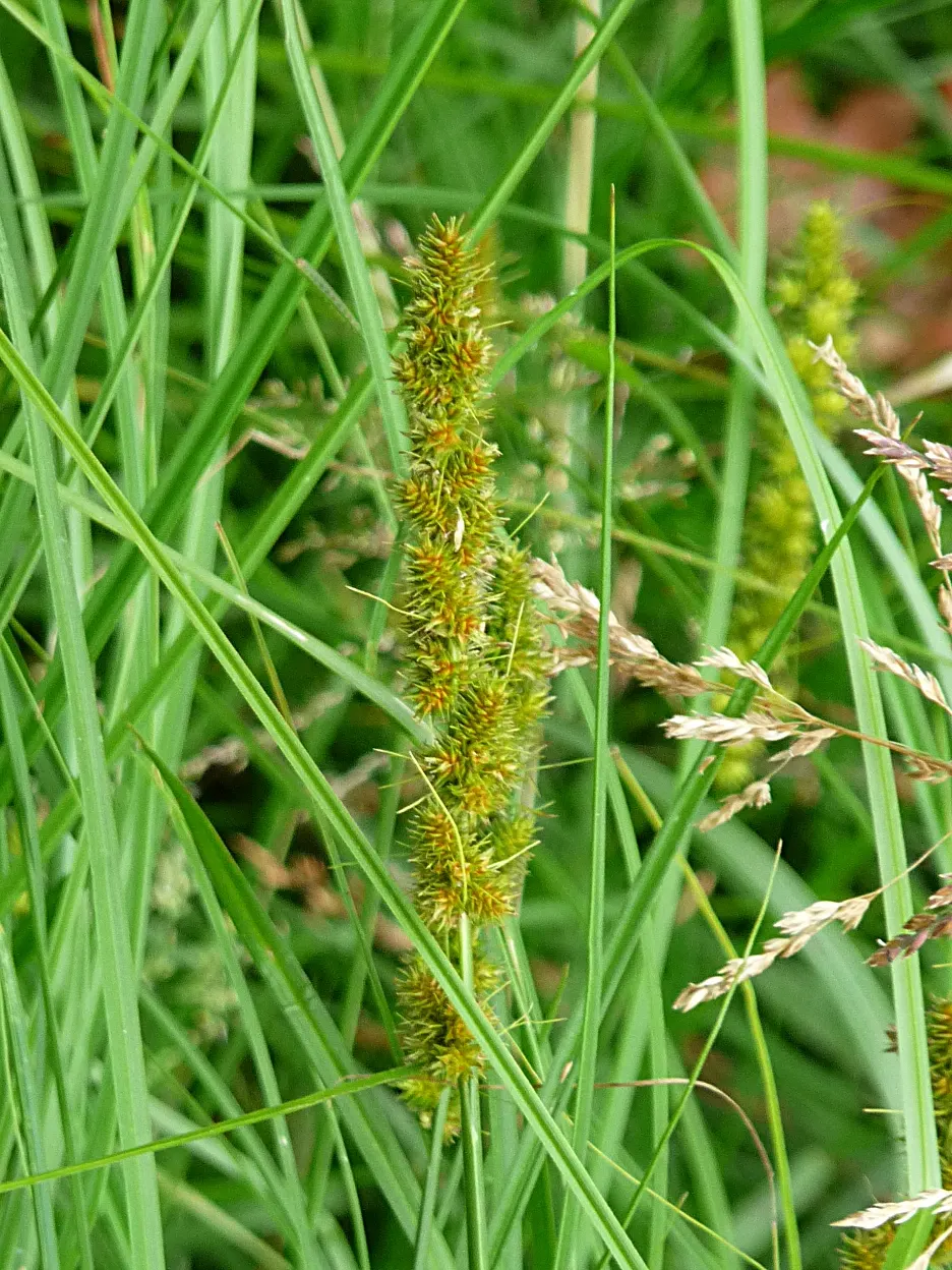 Fox Sedge (Carex Vulpinoidea) — flourishing in moist conditions and partial to full sun; spike-like seed heads that resemble the tail of a fox, image 65
