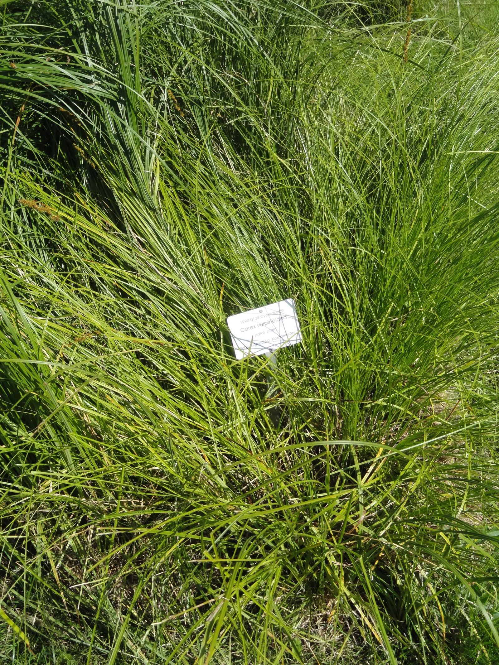 Fox Sedge (Carex Vulpinoidea) — This sedge is esteemed for its capacity to flourish in a wide array of conditions