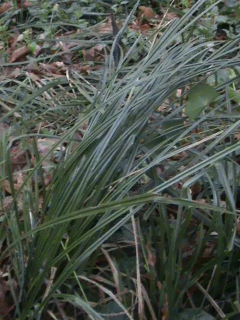 Fox Sedge (Carex Vulpinoidea) — This perennial grass-like plant reaches up to 2.5 feet tall; this sedge is esteemed for its capacity to flourish in a wide
