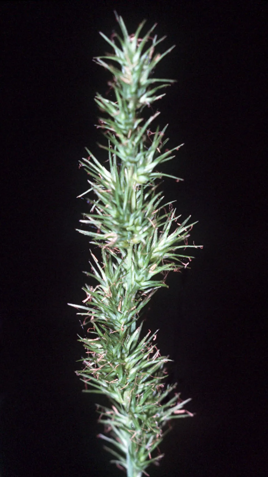 Fox Sedge (Carex Vulpinoidea) — These seeds provide vital nourishment to local wildlife, particularly birds; ideal for rain gardens or naturalized areas