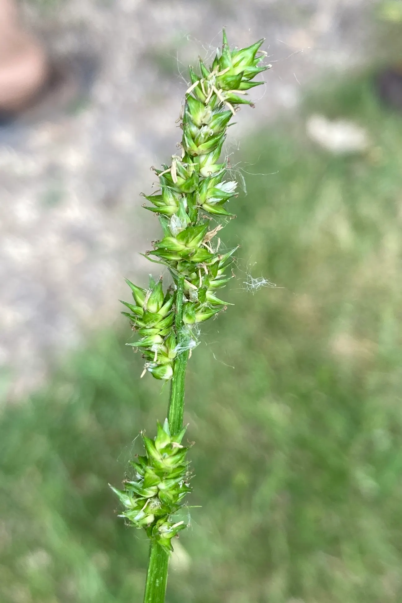 Fox Sedge (Carex Vulpinoidea) — or as a natural backdrop for more vibrantly colored plants.<br><br>Easy to maintain; spacing them about 12 to 18, image 84