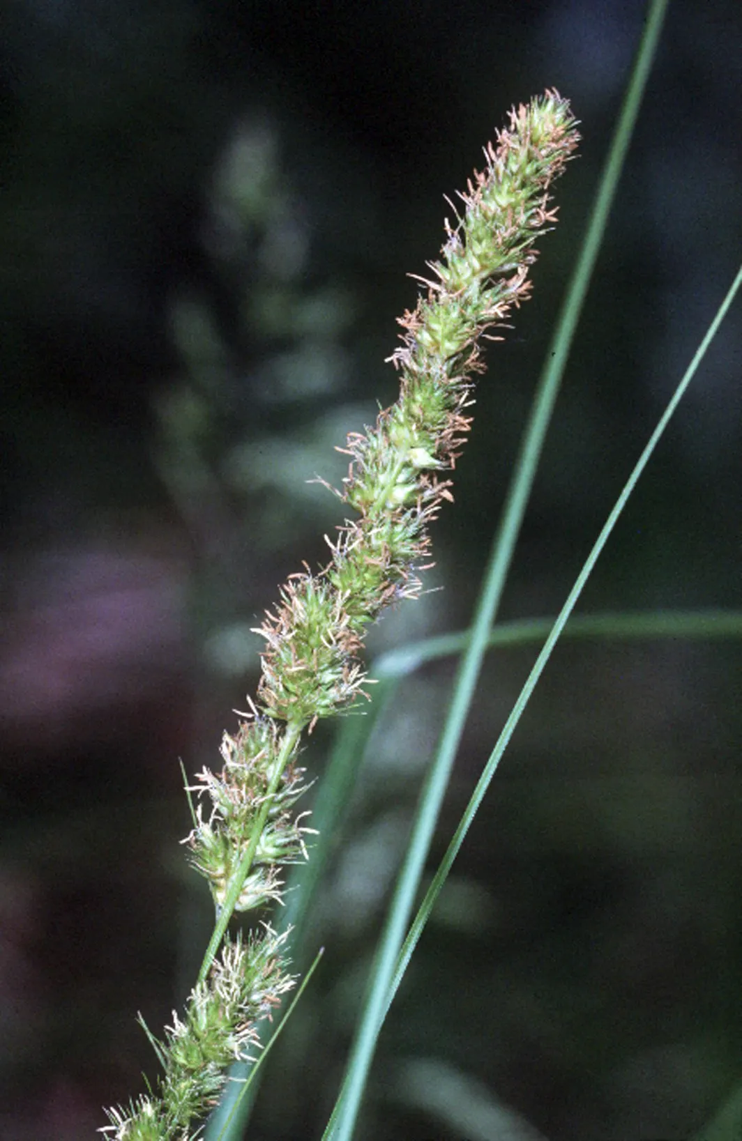 Fox Sedge (Carex Vulpinoidea) — tufted clumps reaching heights of 1 to 3 feet with a similar spread; this perennial grass-like plant reaches up to, image 76