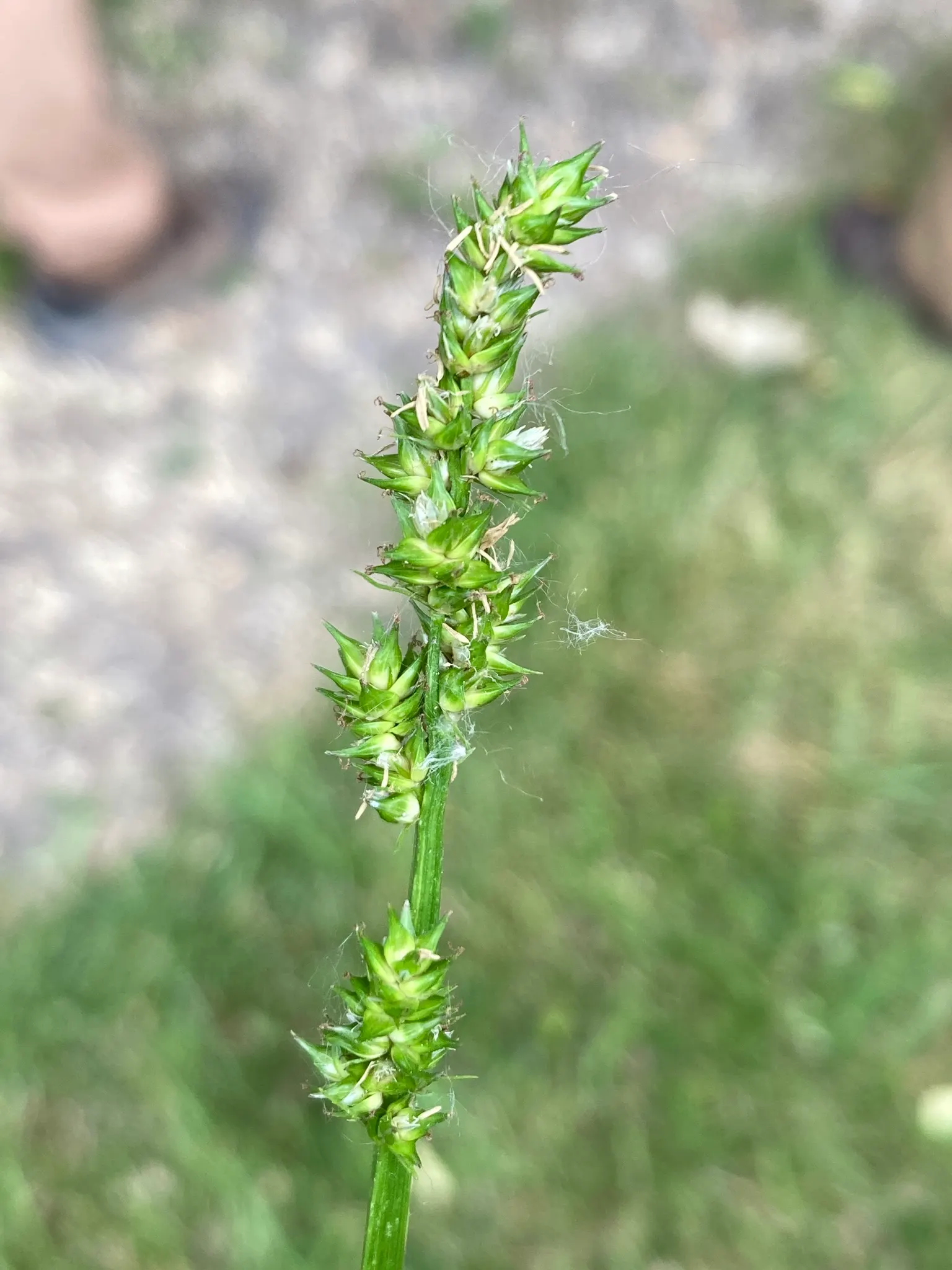 Fox Sedge (Carex Vulpinoidea) — enhancing biodiversity in garden settings; or as a natural backdrop for more vibrantly colored plants.<br><br>Easy to maintain