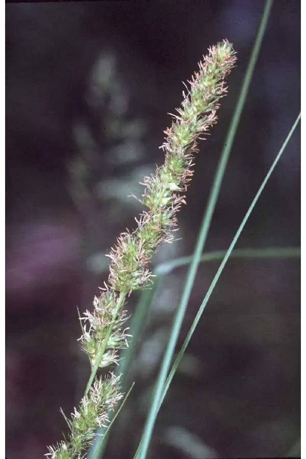 Fox Sedge (Carex Vulpinoidea) — Ideal for rain gardens or naturalized areas