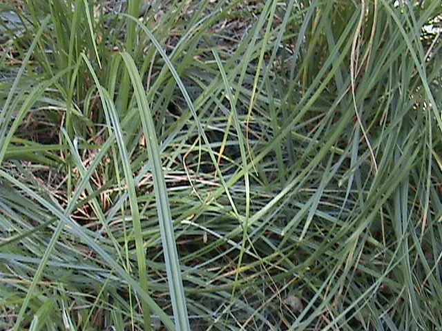 Fox Sedge (Carex Vulpinoidea) — flourishing in moist conditions and partial to full sun