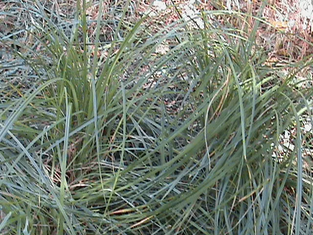 Fox Sedge (Carex Vulpinoidea) — green flowers in the garden