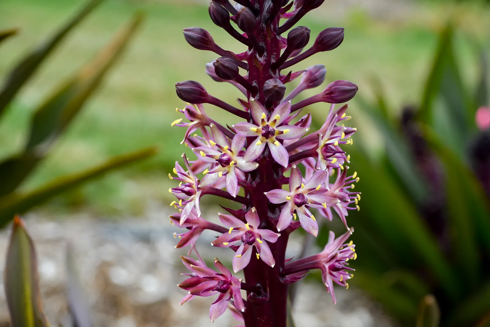 'Purple Reign' Pineapple Lily (Eucomis hybrid) — The Eucomis hybrid 'Purple Reign' is a compact pineapple lily with deep burgundy foliage and blush pink
