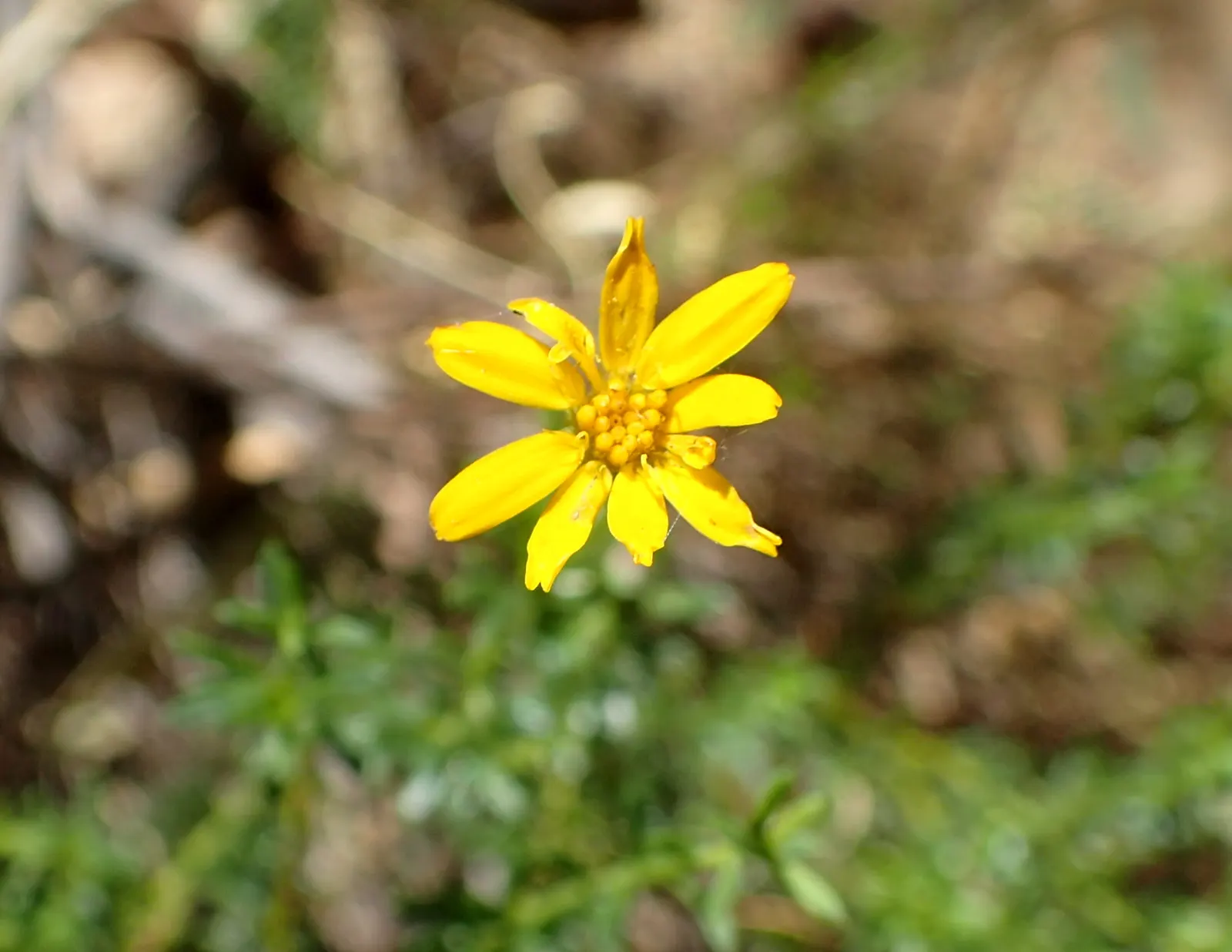 Damianita Daisy (Chrysactinia Mexicana) — It boasts a astonishingly low maintenance profile
