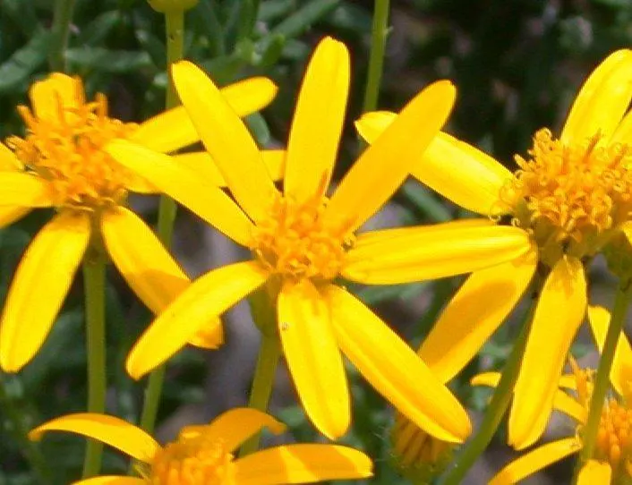 Damianita Daisy (Chrysactinia Mexicana) — The fragrant flowers and attractive mounding habit provide lasting seasonal interest