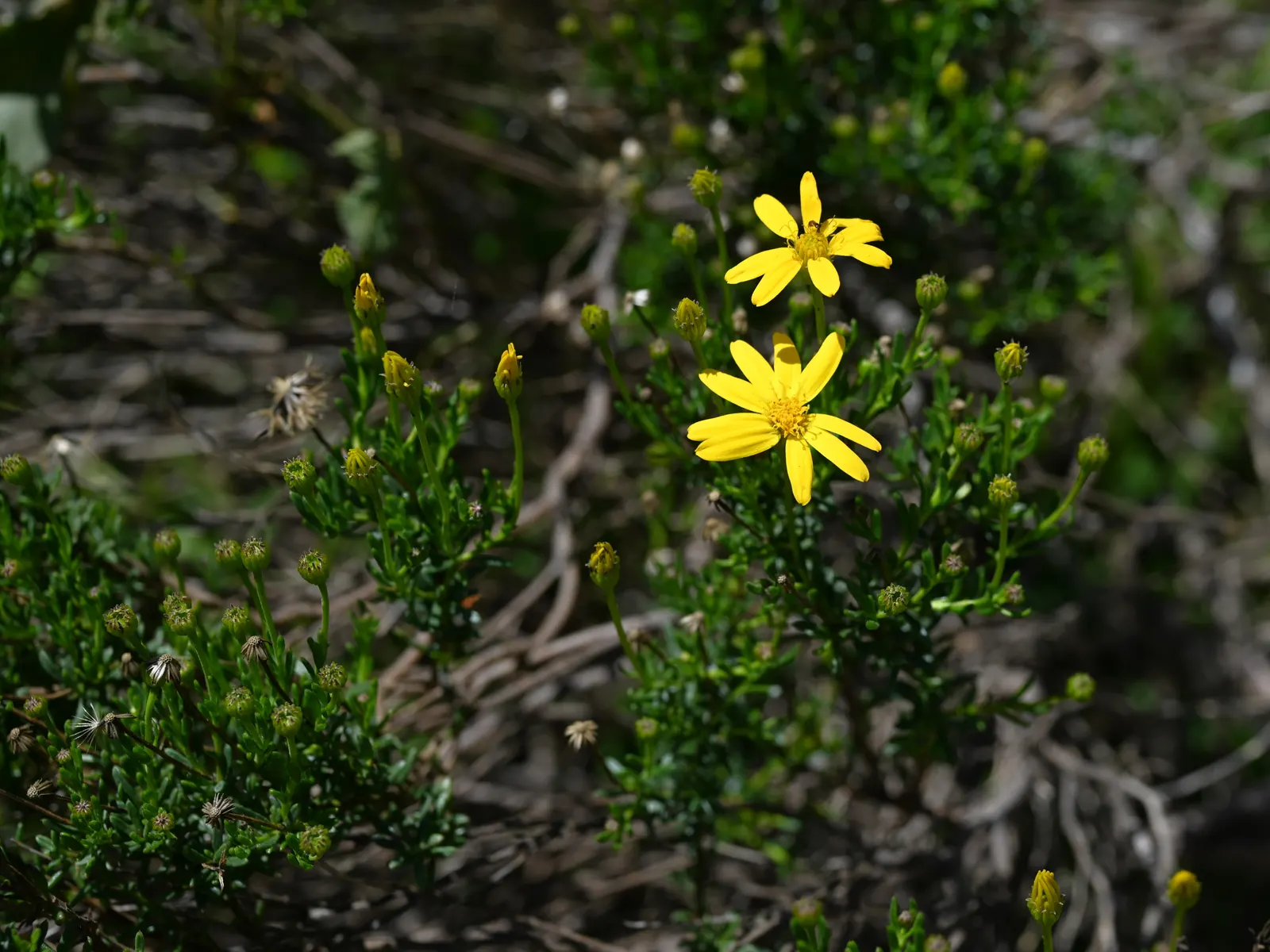 Damianita Daisy (Chrysactinia Mexicana) — plant the Damianita Daisy in well-draining soil; this species is particularly adept at handling poor soils