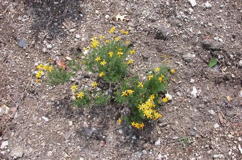 Damianita Daisy (Chrysactinia Mexicana) — It‚Äôs drought-tolerant, making it ideal for water-wise gardens, and it flourishes in well-draining soils