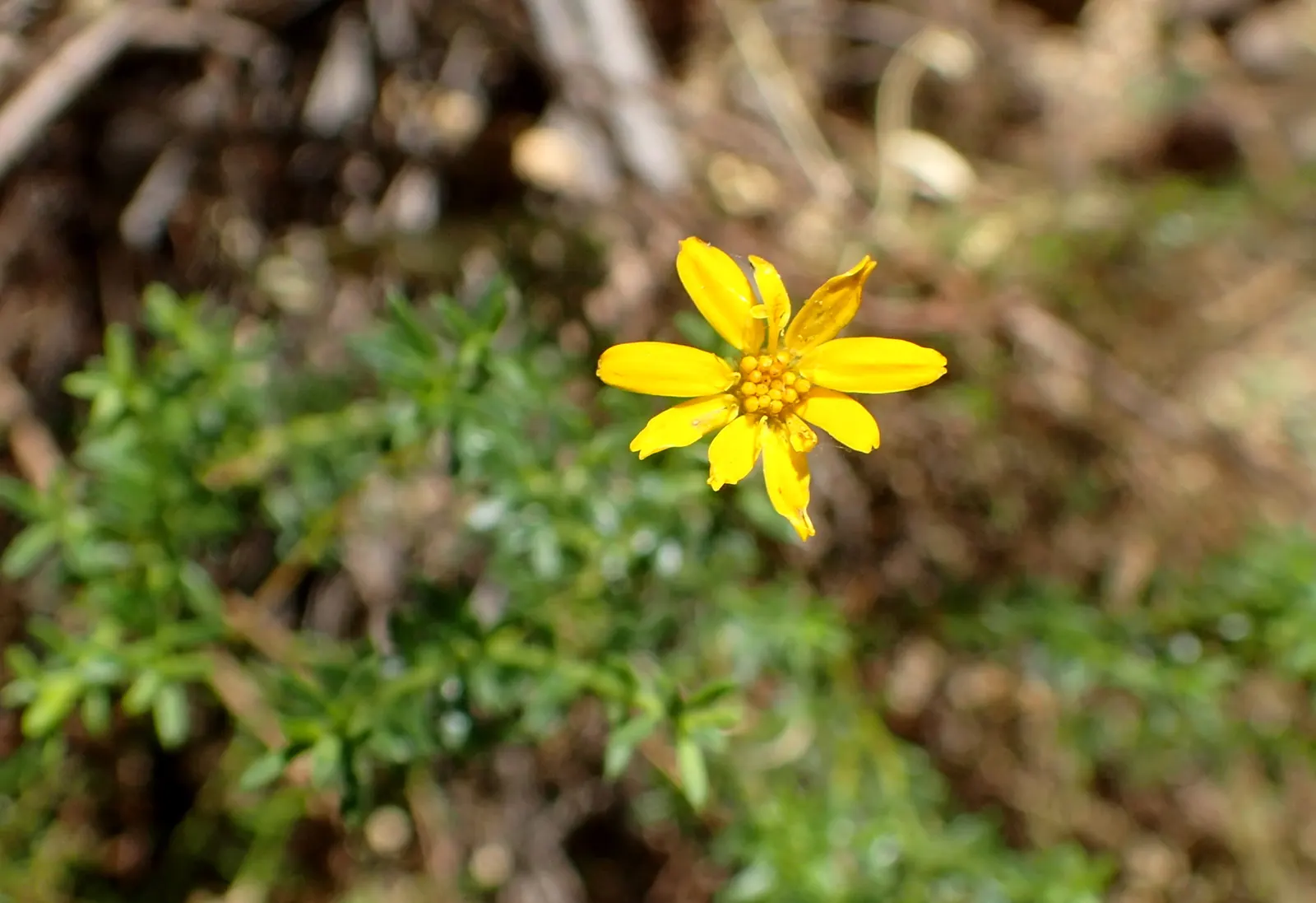 Damianita Daisy (Chrysactinia Mexicana) — including rocky or sandy substrates