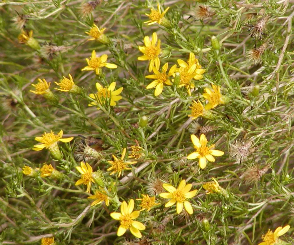 Damianita Daisy (Chrysactinia Mexicana) — requiring little more than occasional pruning to remove spent flowers and promote a denser