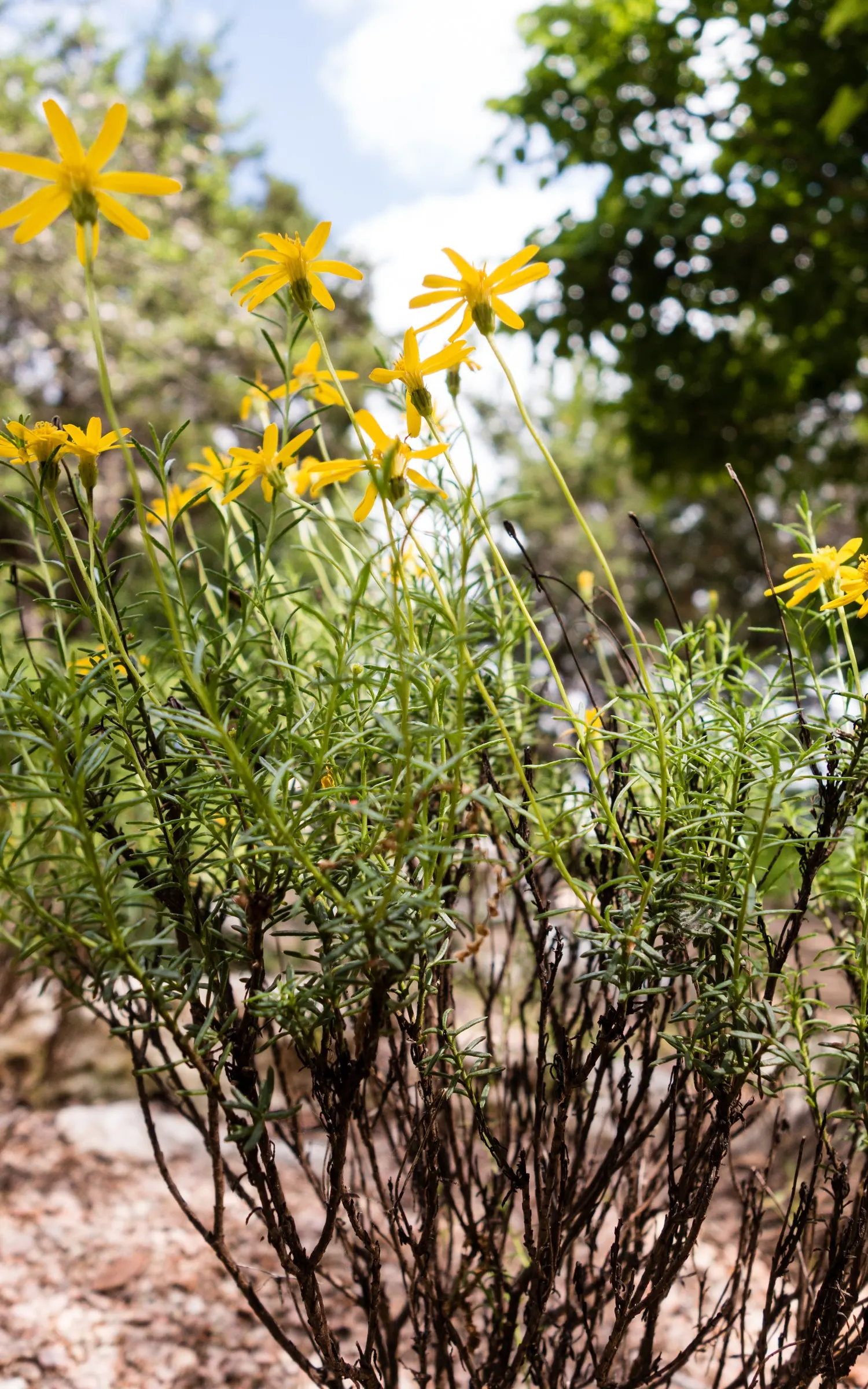 Damianita Daisy (Chrysactinia Mexicana) — a size perfect for attracting butterflies and other pollinators to the garden.<br><br>For optimal growth