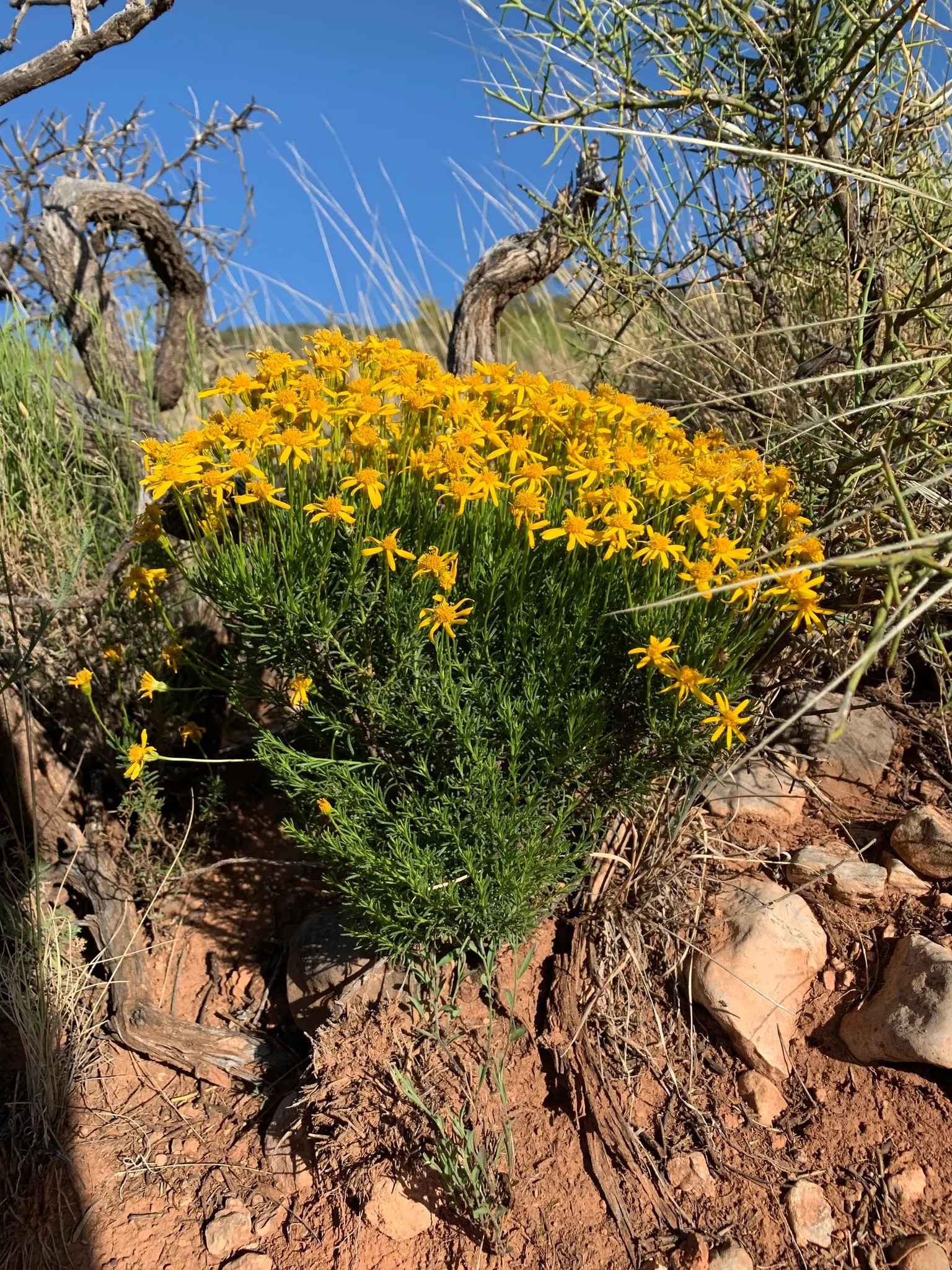 Damianita Daisy (Chrysactinia Mexicana) — Each flower is roughly 1 inch in diameter