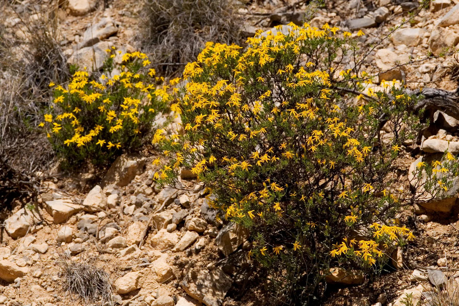 Damianita Daisy (Chrysactinia Mexicana) — scientifically known as Chrysactinia mexicana
