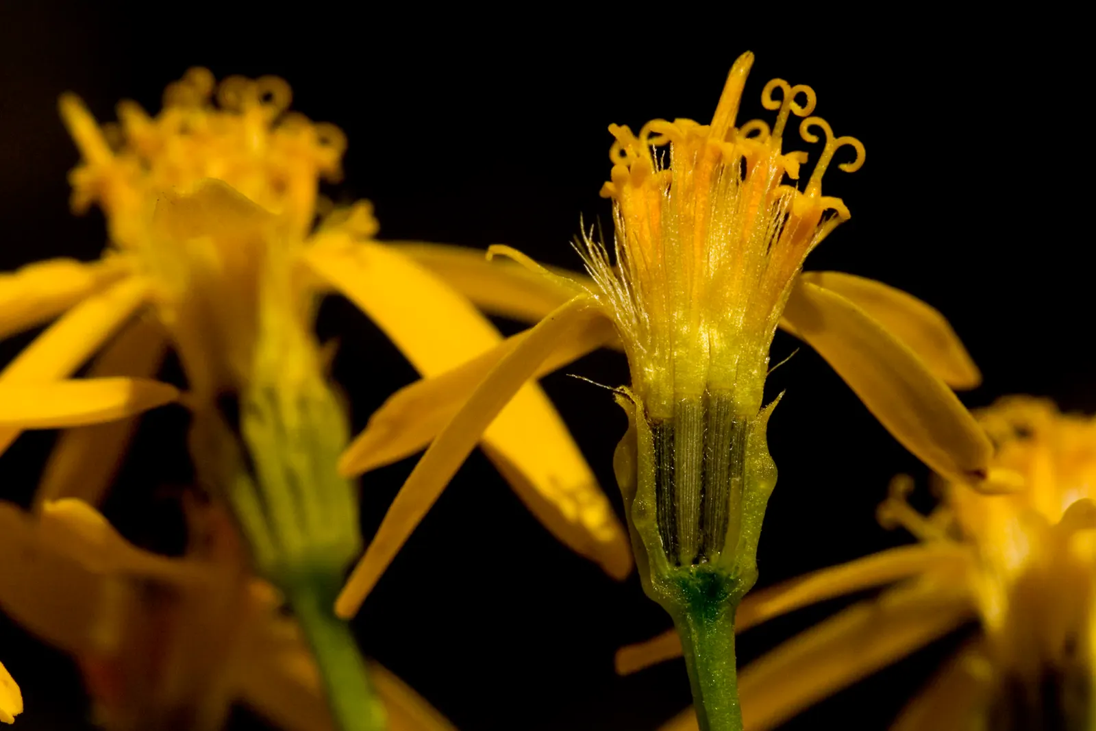 Damianita Daisy (Chrysactinia Mexicana) — The Damianita Daisy (Chrysactinia mexicana) is a vibrant, low-growing perennial, thriving in USDA zones 5-10