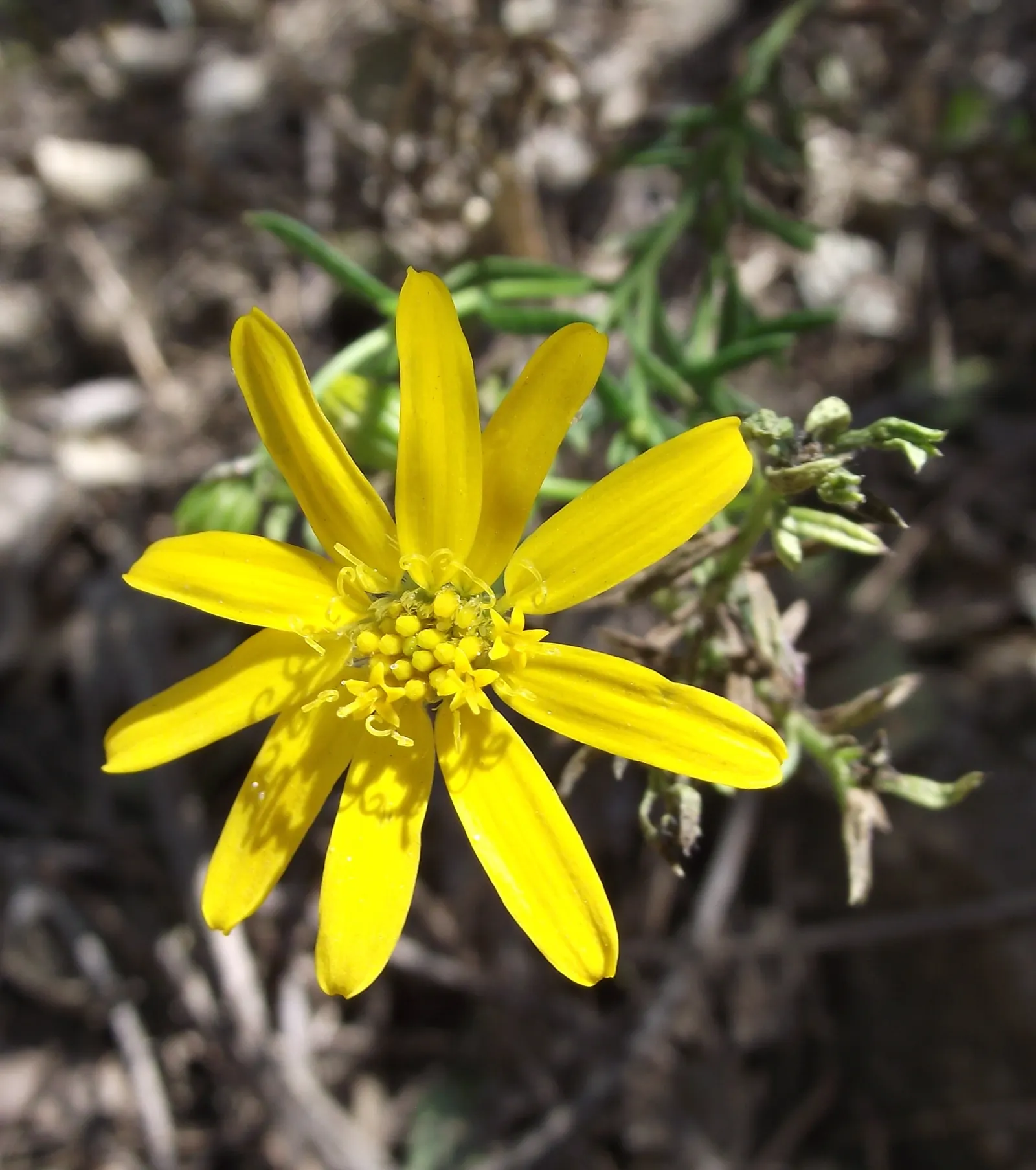 Damianita Daisy (Chrysactinia Mexicana) — daisy-like flowers which bloom profusely from early spring to fall