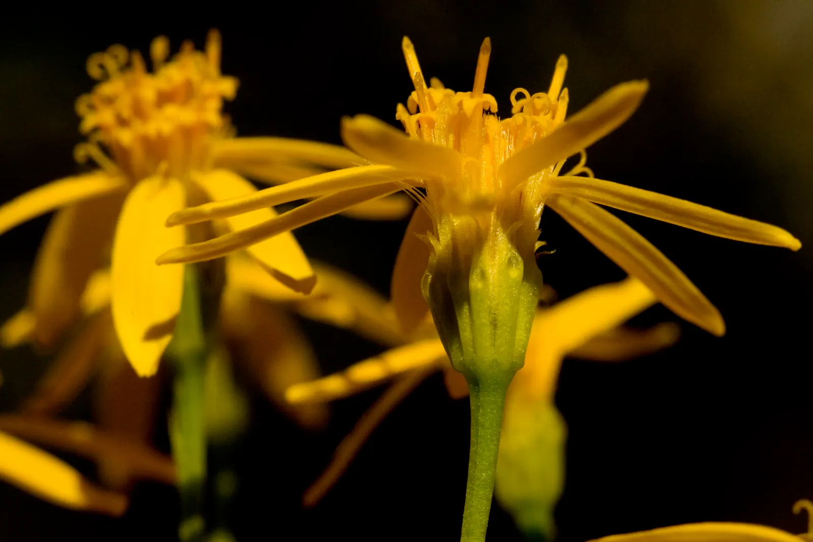 Damianita Daisy (Chrysactinia Mexicana) — feathery background that contrasts beautifully with the golden-yellow