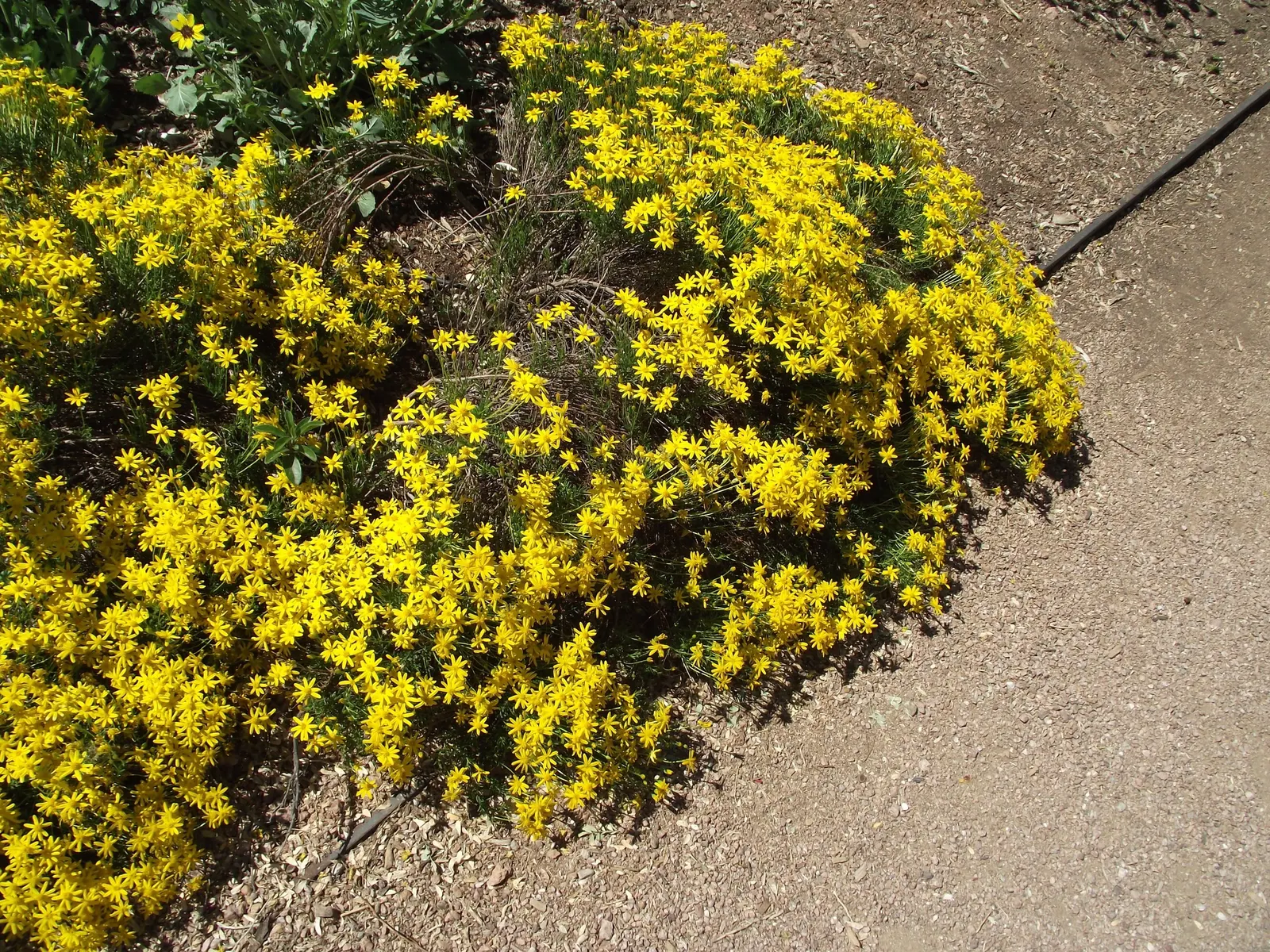 Damianita Daisy (Chrysactinia Mexicana) — This sun-loving plant thrives under the full glare of the sun and requires minimal water once established