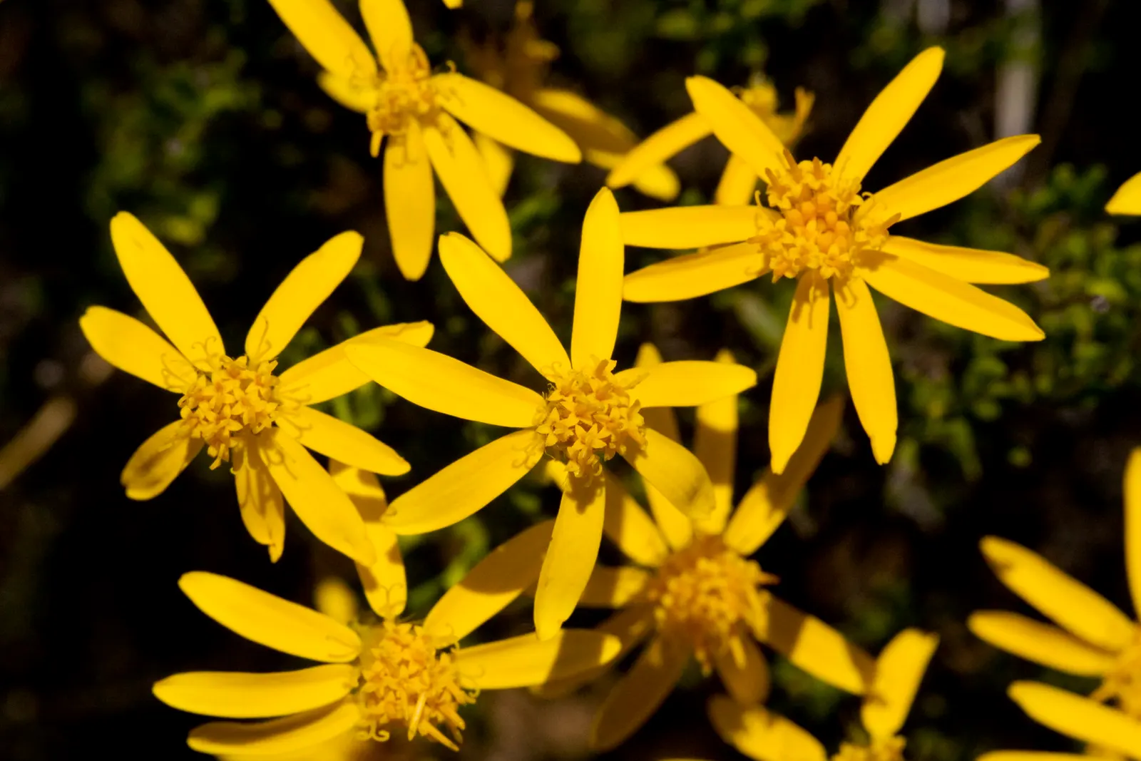 Damianita Daisy (Chrysactinia Mexicana) — Typically reaching a modest height of 6 to 12 inches with an equal spread
