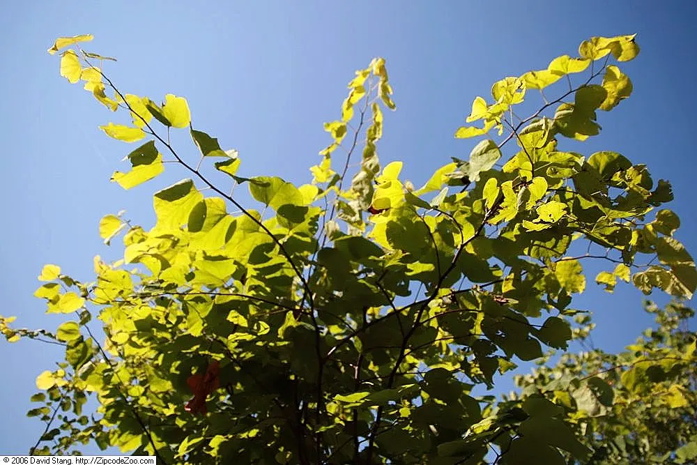 Hearts Of Gold Eastern Redbud (Cercis Canadensis 'Hearts Of Gold') — notable for its striking golden-yellow foliage