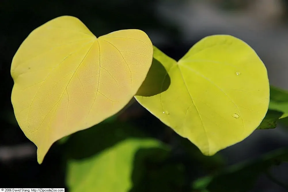 Hearts Of Gold Eastern Redbud (Cercis Canadensis 'Hearts Of Gold') — The 'Hearts of Gold' Eastern Redbud (Cercis canadensis 'Hearts of Gold') is a captivating