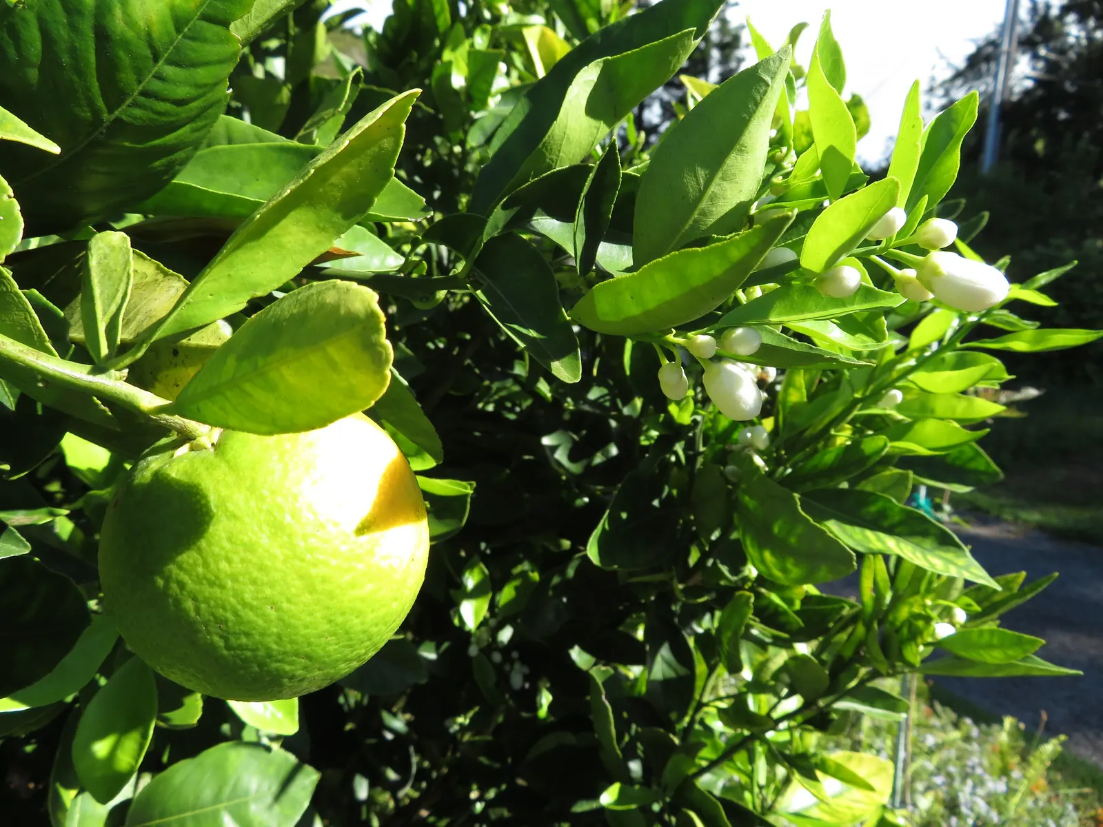 Cara Cara Navel Orange (Citrus Sinensis 'Cara Cara') — which is the result of a natural mutation