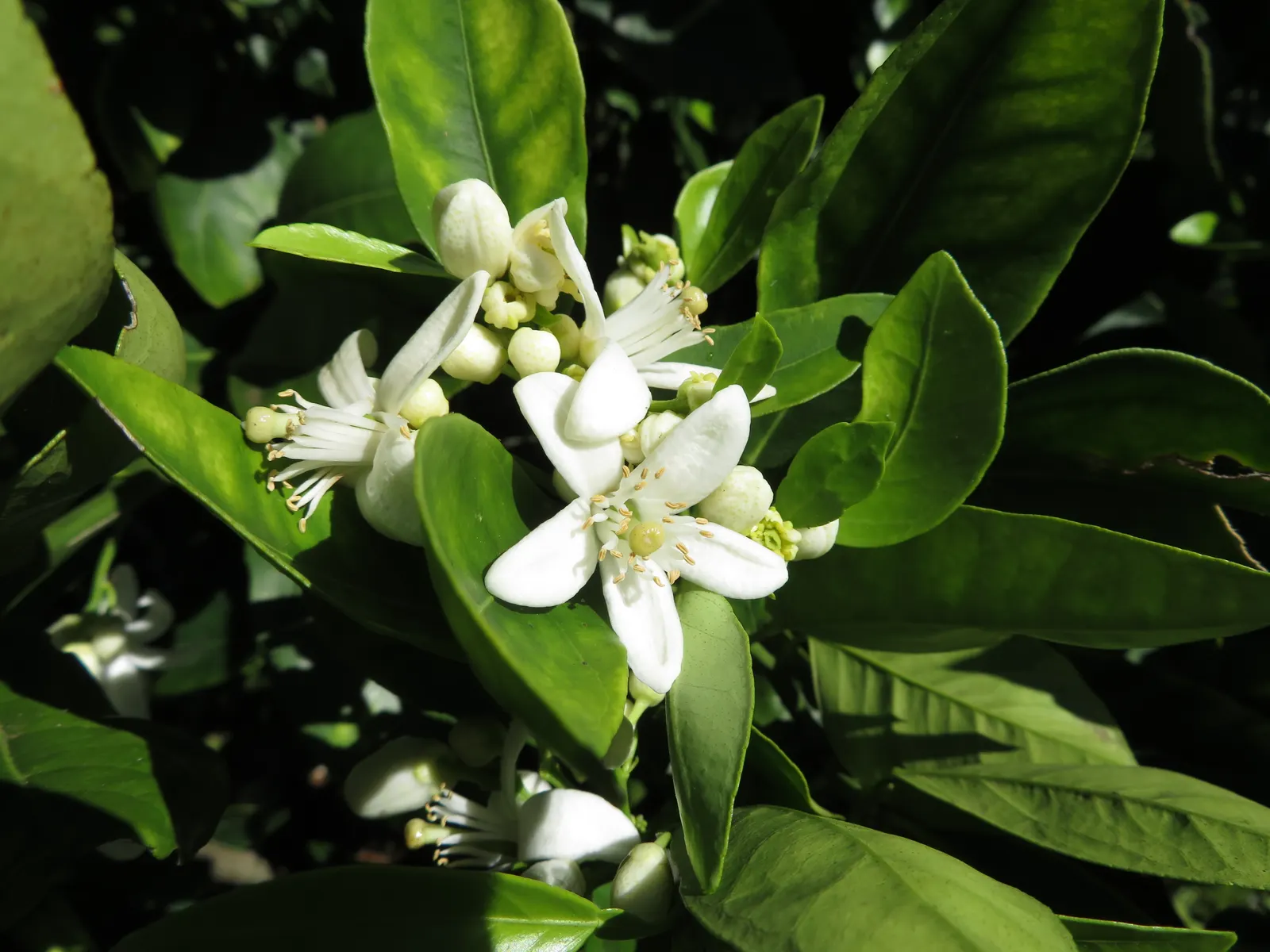 Cara Cara Navel Orange (Citrus Sinensis 'Cara Cara') — is a highly sought-after cultivar renowned for its distinctive pinkish-red flesh