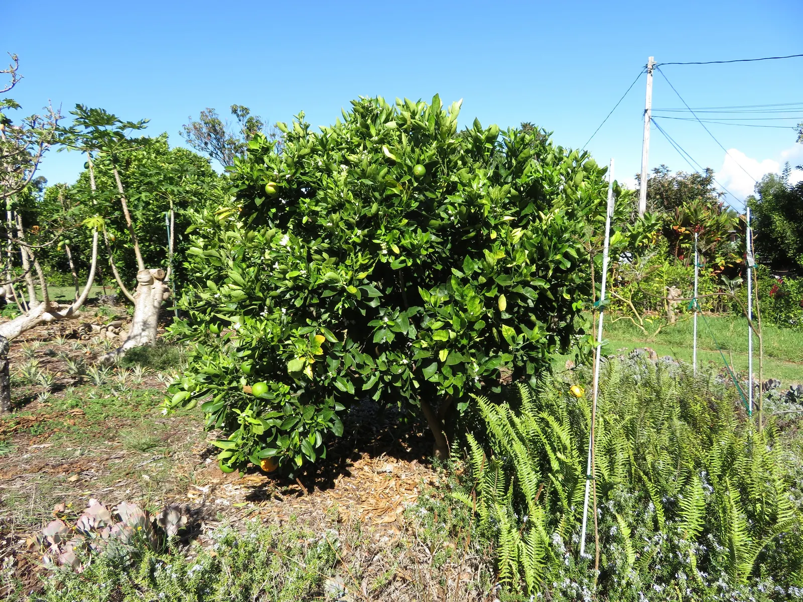 Cara Cara Navel Orange (Citrus Sinensis 'Cara Cara') — Mature trees reach 8-12 feet in height and width, needing full sun