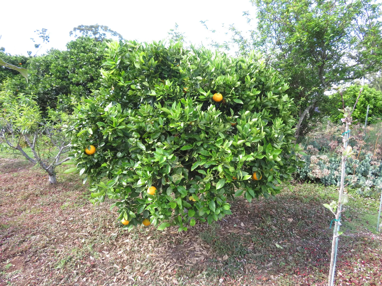 Cara Cara Navel Orange (Citrus Sinensis 'Cara Cara') — ensuring its striking presence in any landscape design