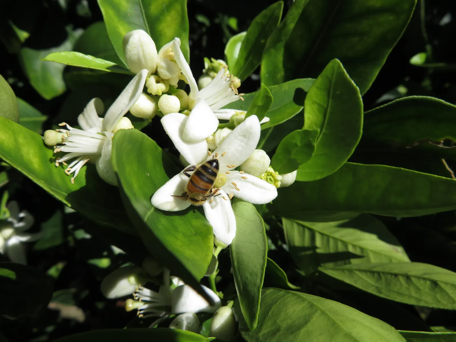 Cara Cara Navel Orange (Citrus Sinensis 'Cara Cara') — Regular watering and annual pruning promote fruit production and tree health