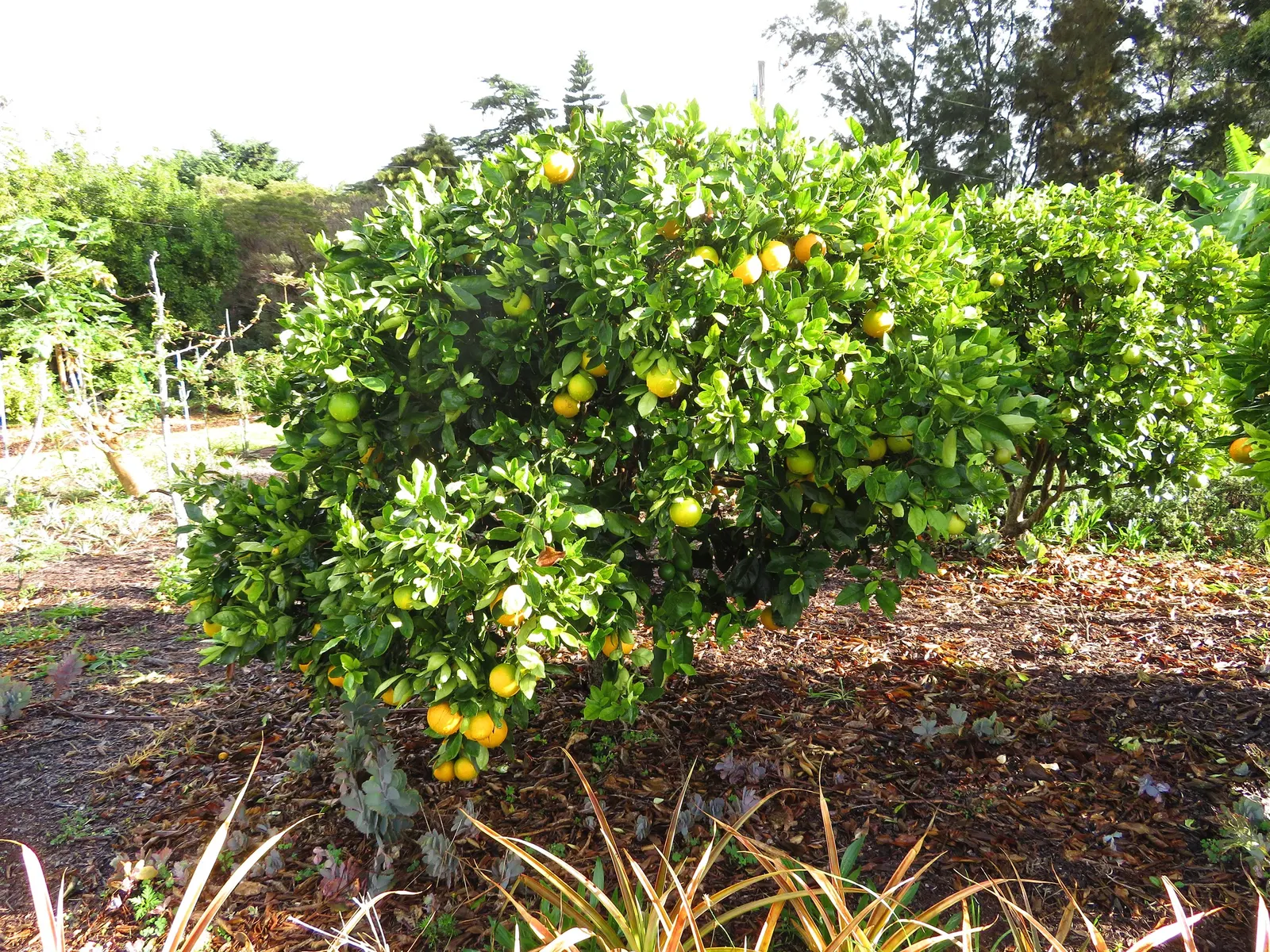 Cara Cara Navel Orange (Citrus Sinensis 'Cara Cara') — commonly known as the Cara Cara Navel Orange