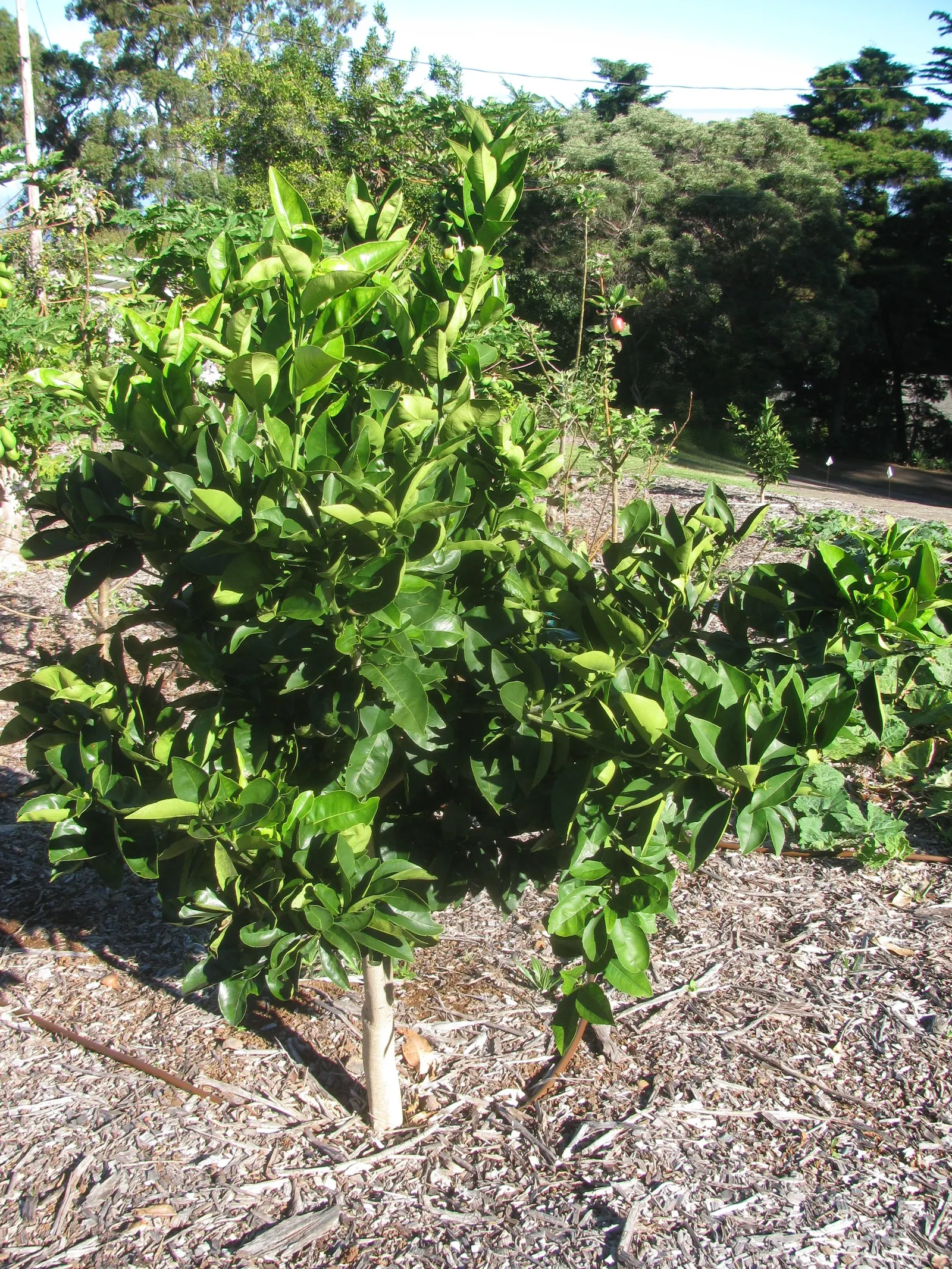 Cara Cara Navel Orange (Citrus Sinensis 'Cara Cara') — Highly suitable for USDA zones 9-11, they flourish in well-drained soil