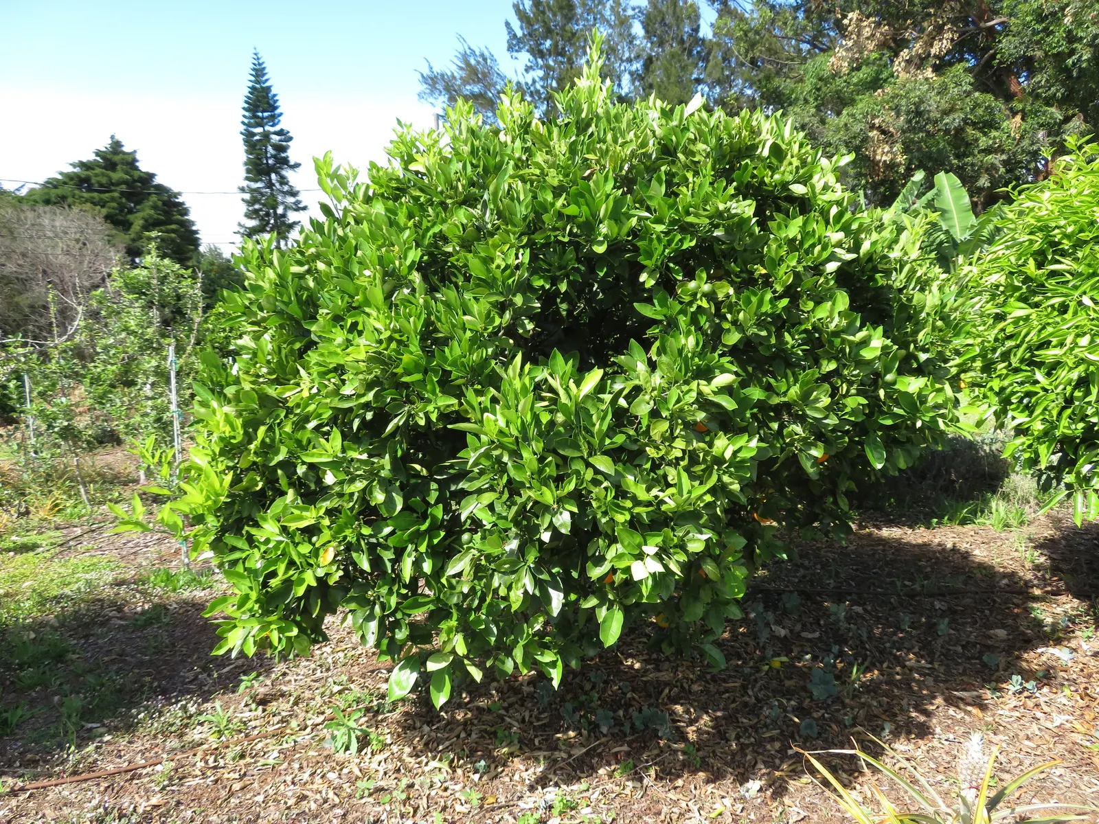 Cara Cara Navel Orange (Citrus Sinensis 'Cara Cara') — Frost-sensitive; provide protection to ensure year-round yields