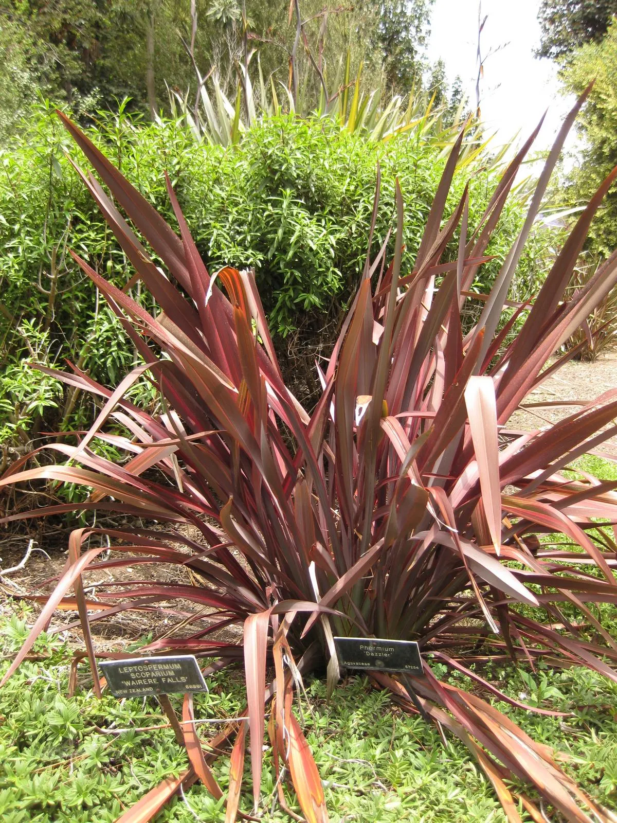 Dazzler Flax (Phormium 'Dazzler') — The Phormium 'Dazzler', an eye-catching New Zealand Flax, boasts vibrant pink and burgundy striped leaves