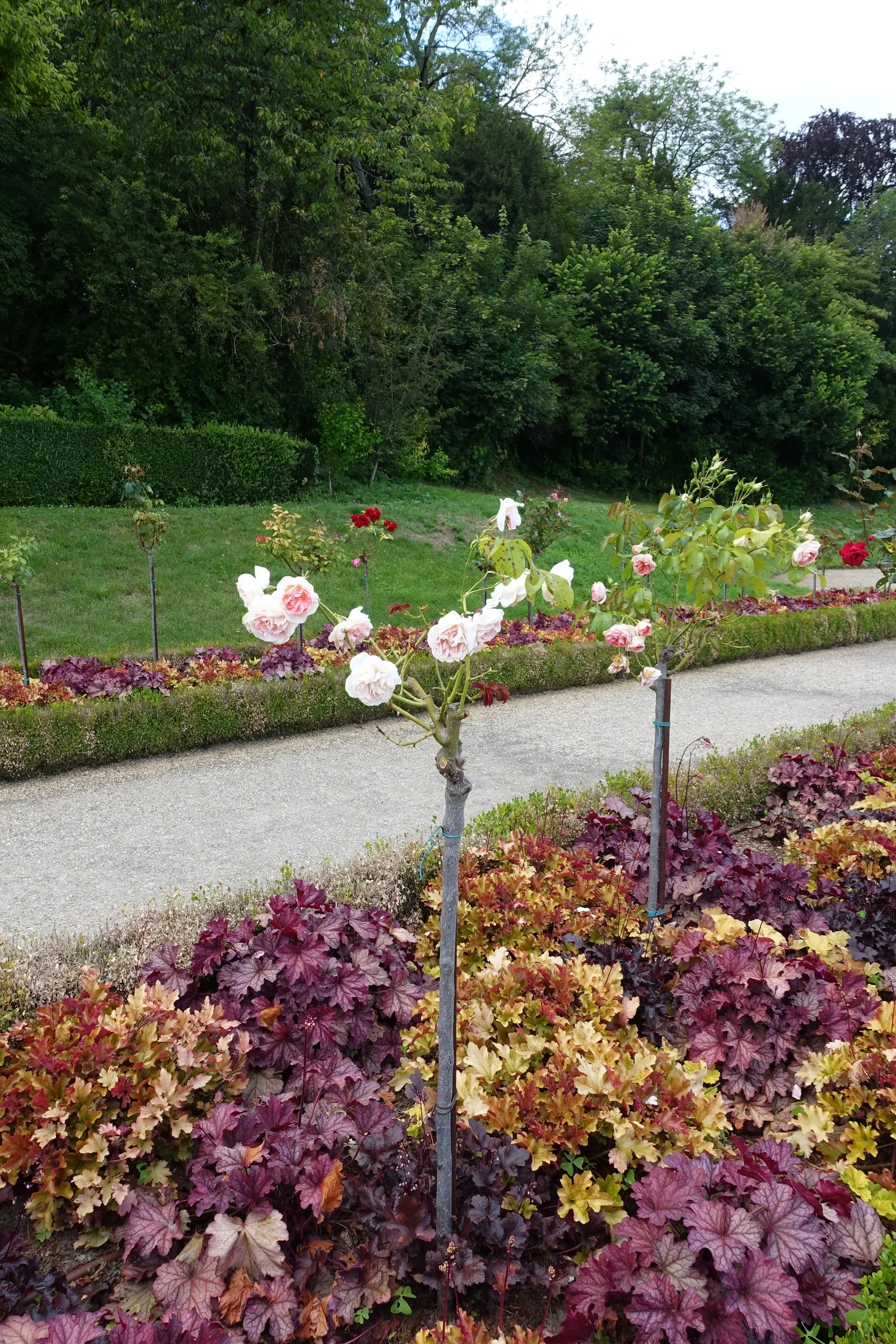 Paris Coral Bells (Heuchera 'Paris') — popularly known as Paris Coral Bells