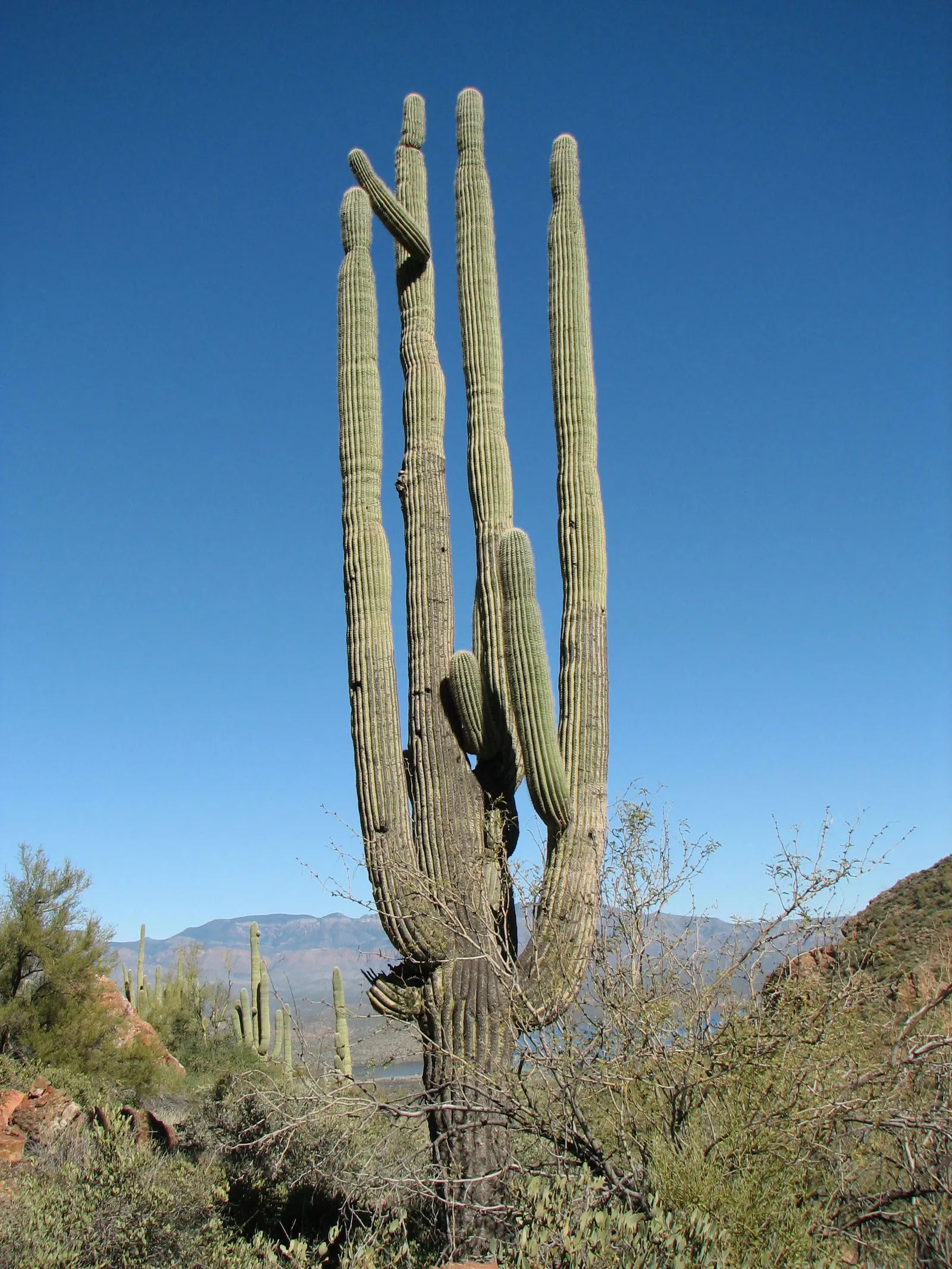 Saguaro (Carnegiea Gigantea) — scientifically known as Carnegiea gigantea; they are slow-growing, often living over 150 years