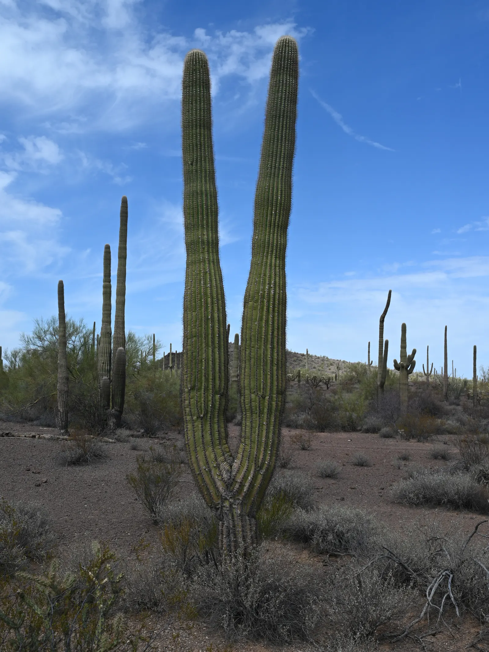 Saguaro (Carnegiea Gigantea) — adding to their distinctive silhouette