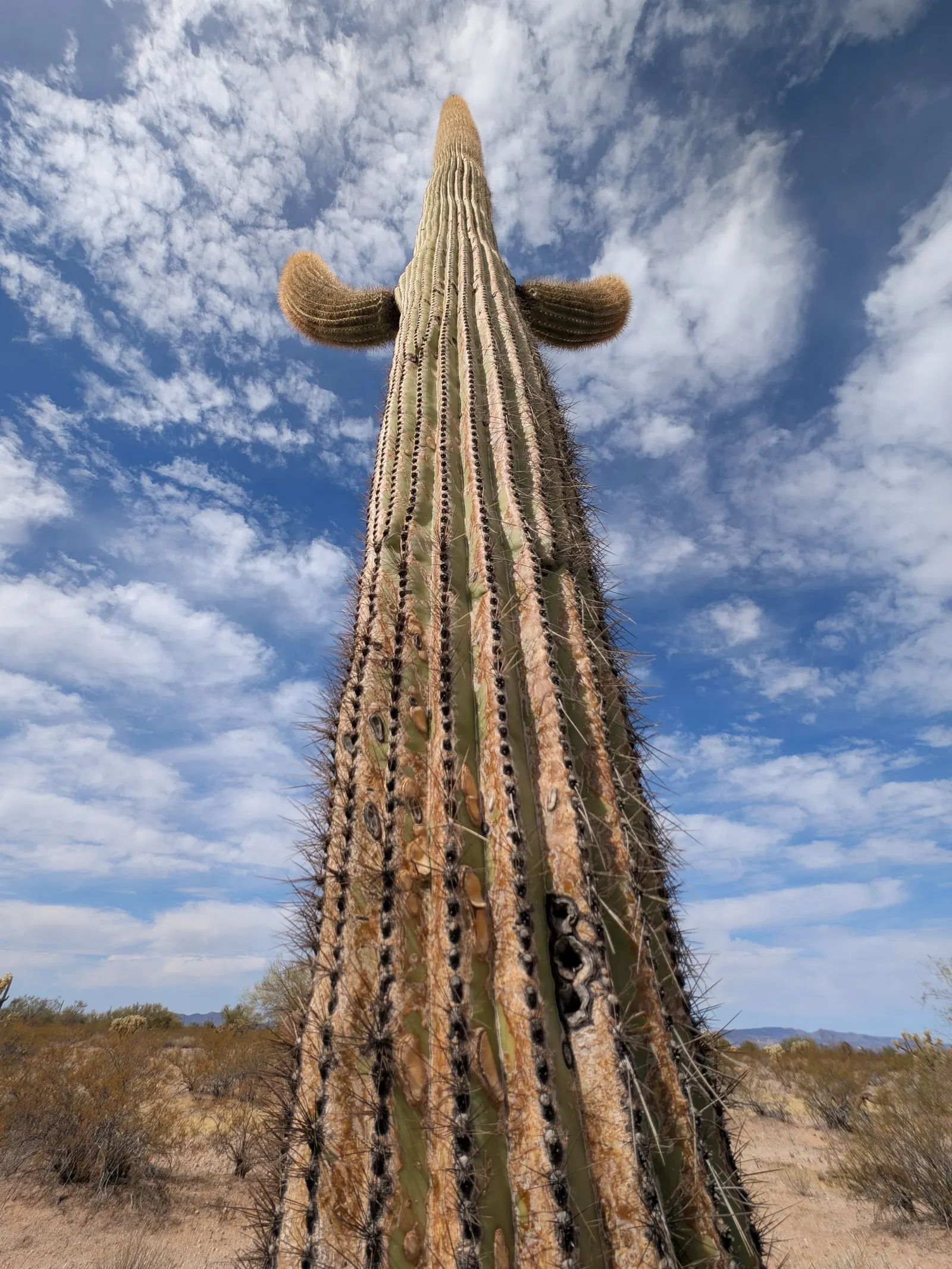 Saguaro (Carnegiea Gigantea) — They are slow-growing, often living over 150 years