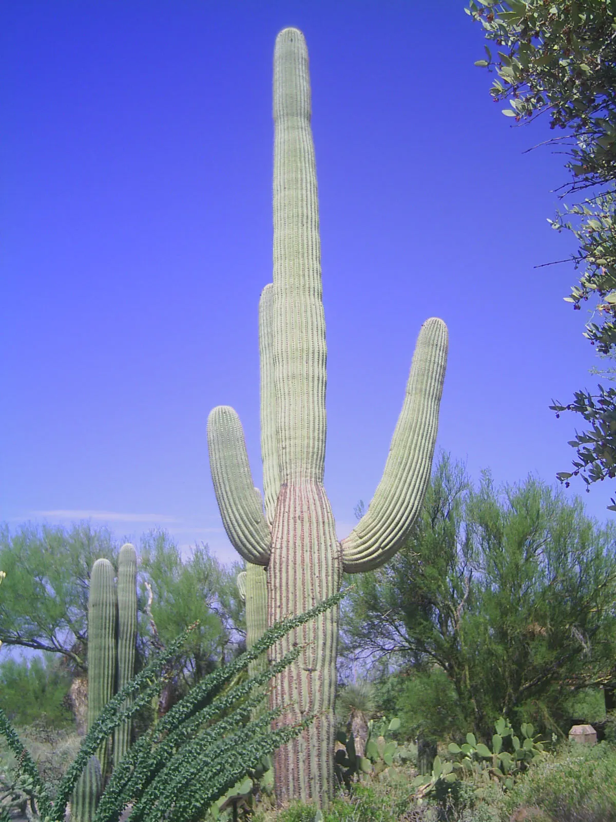 Saguaro (Carnegiea Gigantea) — ribbed stems that can burgeon to diameters of 2 to 2.5 feet; producing creamy white blossoms that open at night and close by the