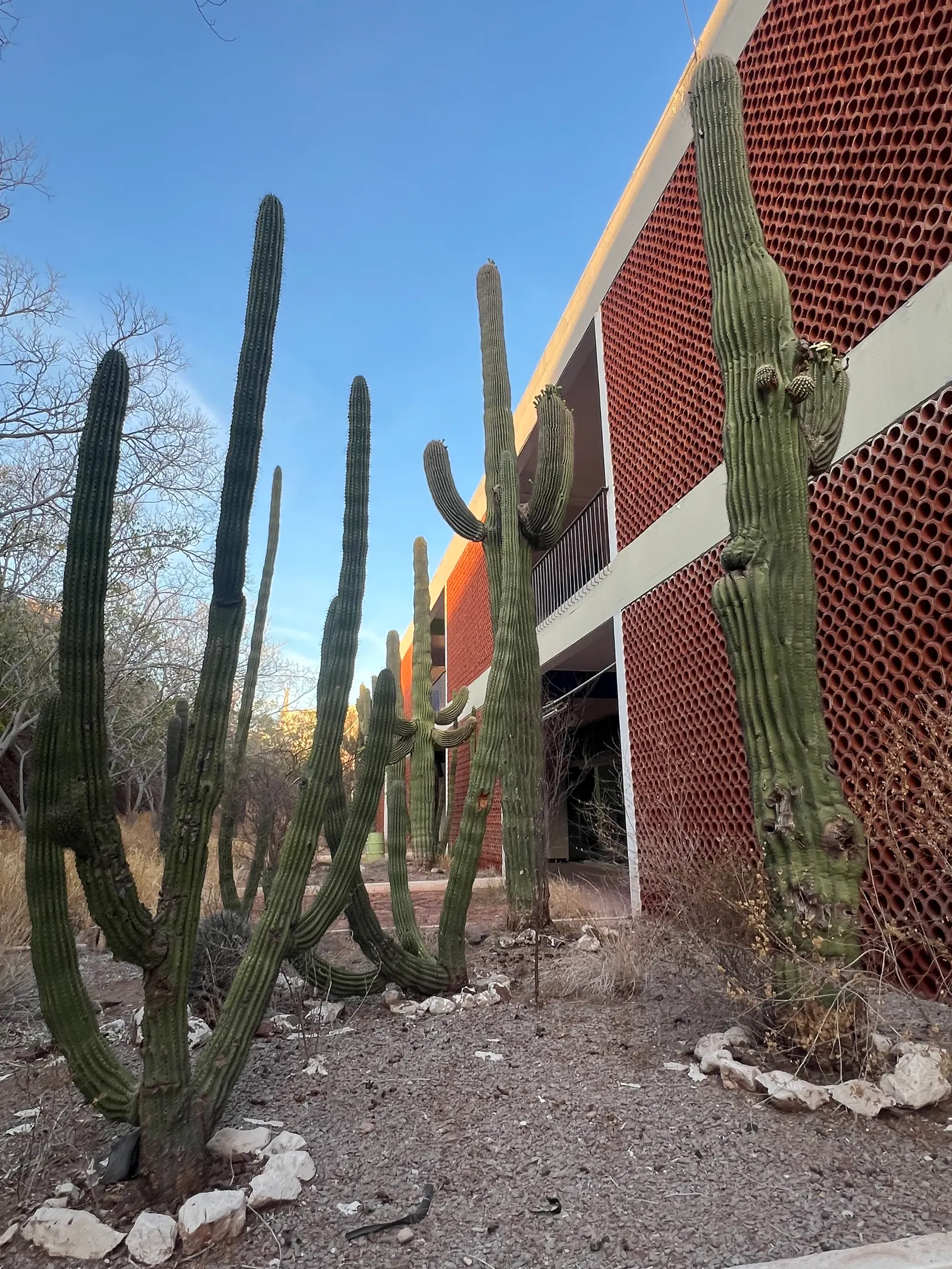 Saguaro (Carnegiea Gigantea) — favoring pollination by nocturnal species