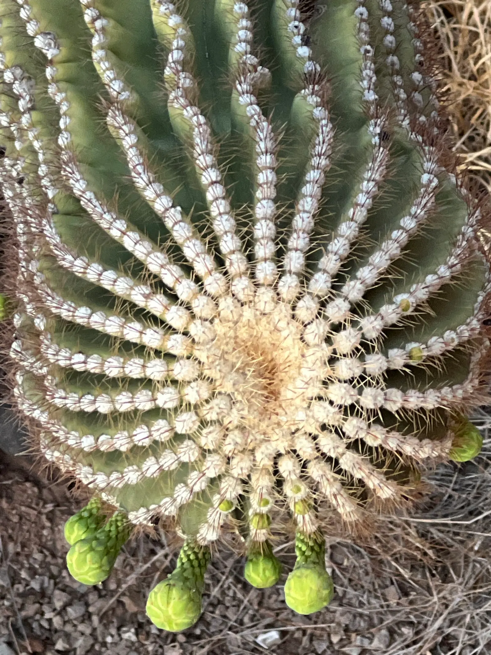 Saguaro (Carnegiea Gigantea) — Saguaros require full sun, well-drained soil, and thrive in hot, arid conditions