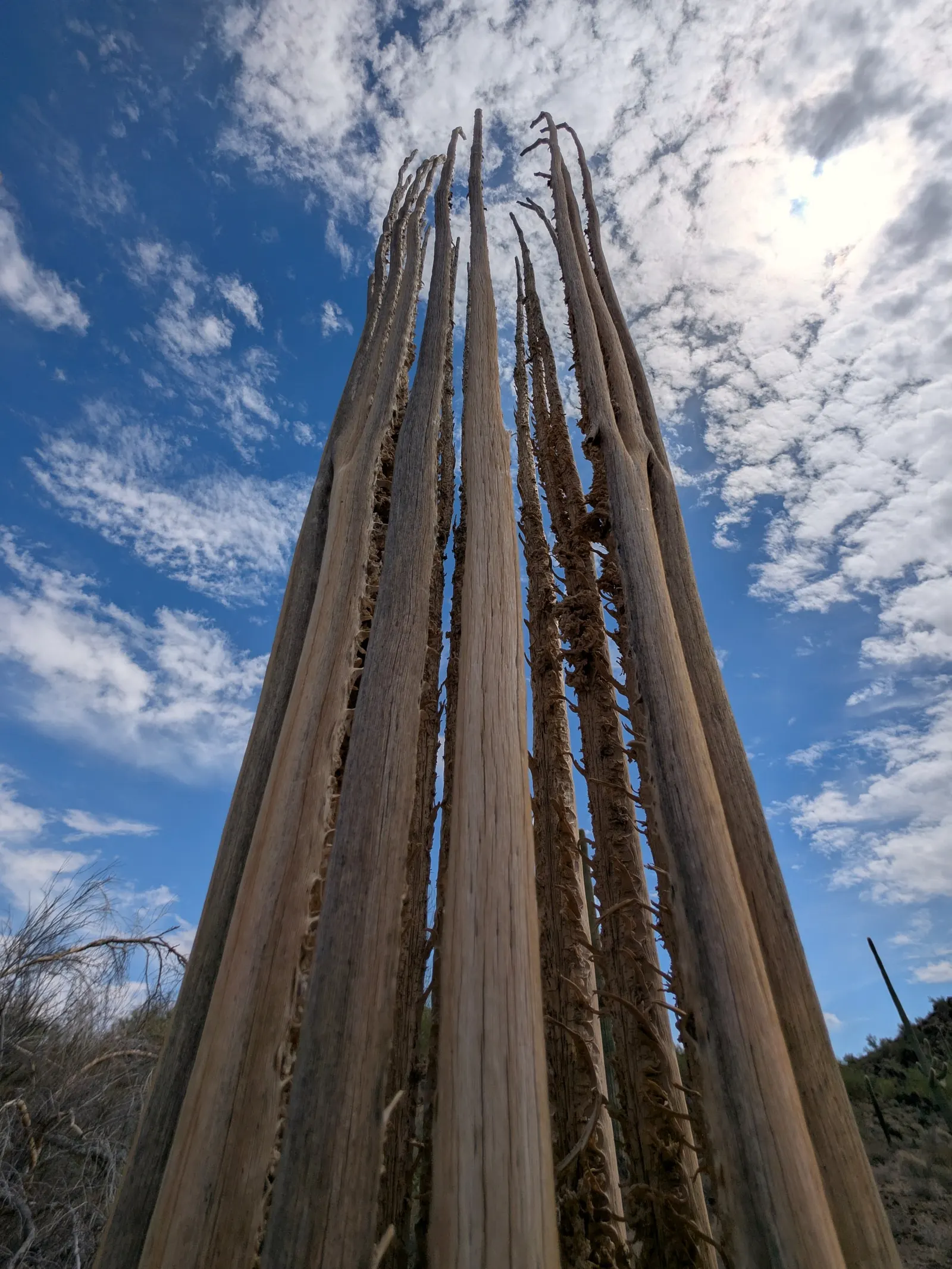 Saguaro (Carnegiea Gigantea) — it's essential to note that it grows quite slowly; native to the Sonoran Desert