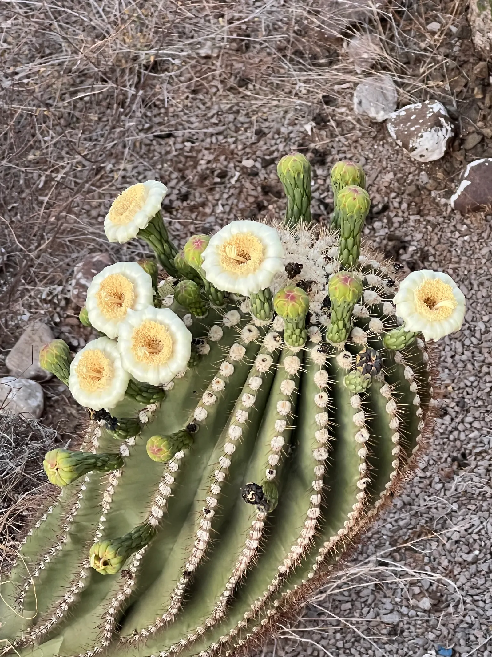 Saguaro (Carnegiea Gigantea) — cactus with white blooms; mature plants may develop branching arms that arch upwards