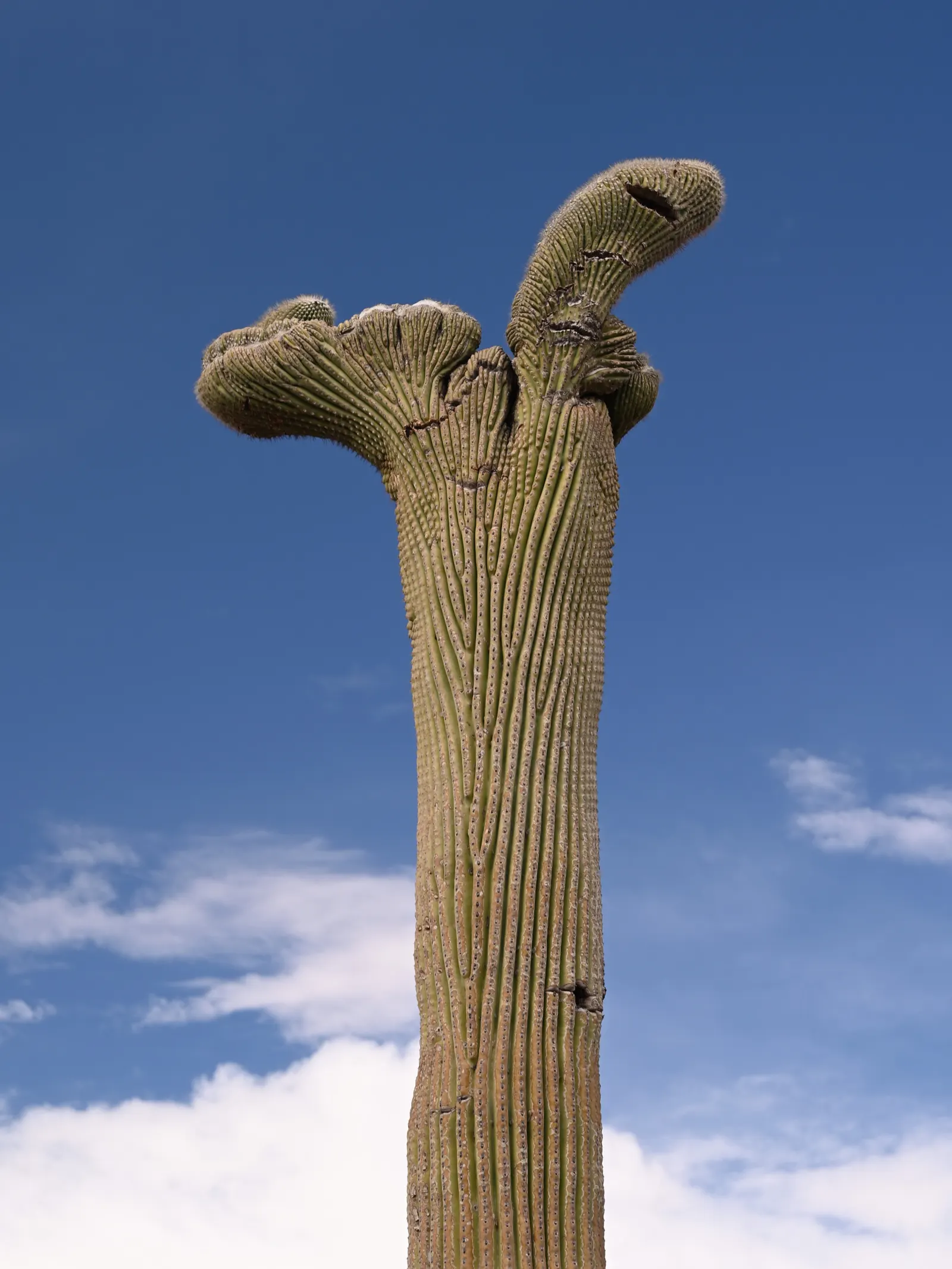 Saguaro (Carnegiea Gigantea) — green stems can span 1-2 feet in diameter; night-blooming flowers and red fruit grace the crown