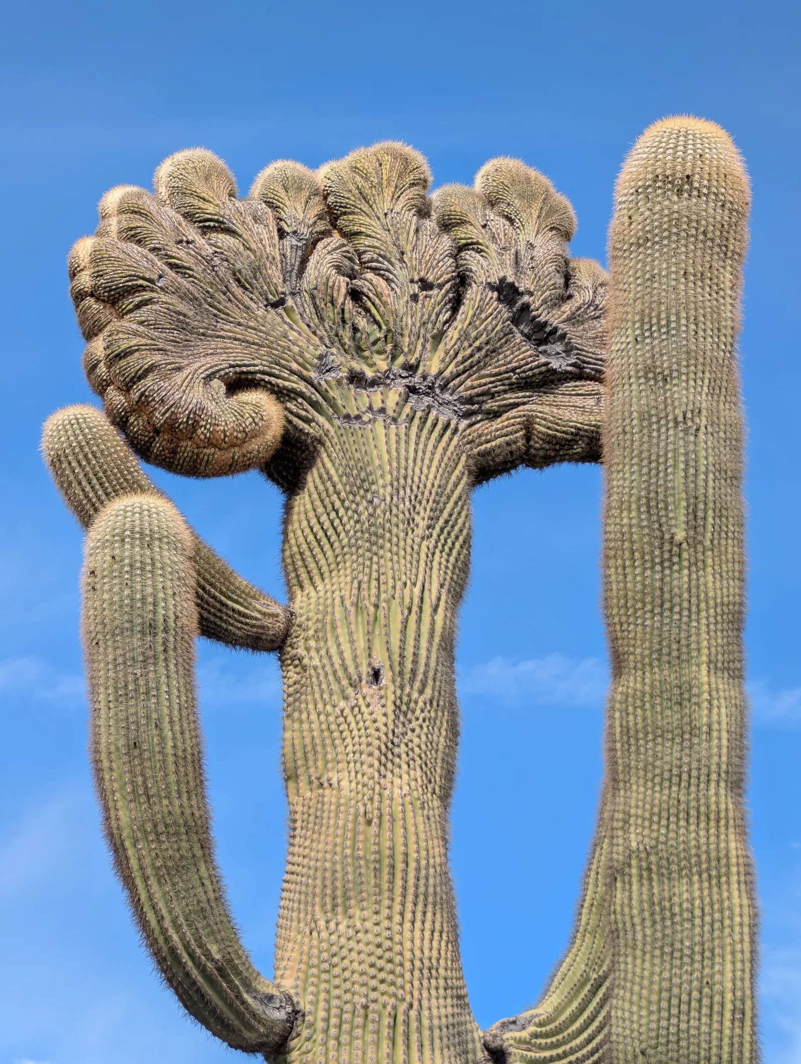 Saguaro (Carnegiea Gigantea) — When considering a Saguaro for your garden